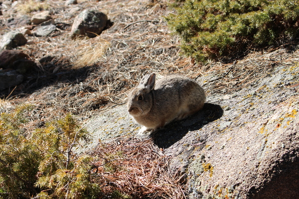 2015-02-08 Mountain cottontail rabbit (sylvilagus nuttallii)