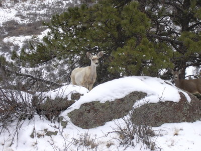 2013-02-23 White Deer off Antelope Trail at Hall Ranch