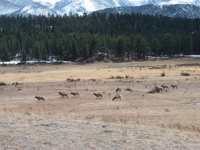 2014-04-19 Elk at Beaver Meadows