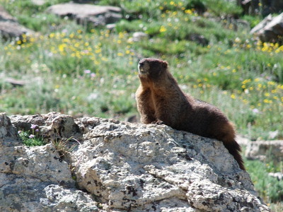 2014-08-02 Marmot off Buchanan Pass Trail