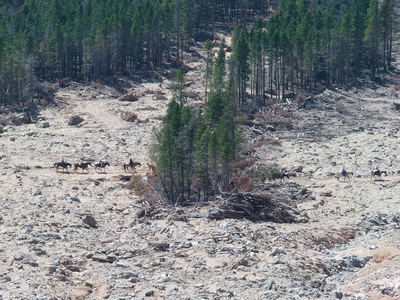 2014-08-11 Twin Sisters Landslide, with horses and riders