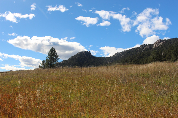 2025-10-14 Meadow of Higgins Park