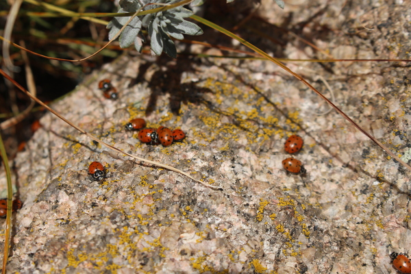 2025-11-01 Ladybugs on Cook Mountain summit rock