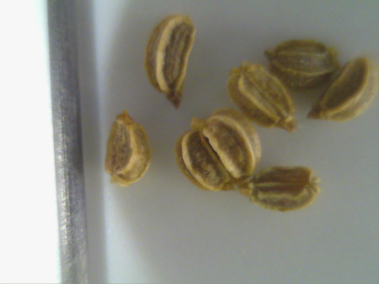 Macro and Micro Picture of the Day 2020-01-01