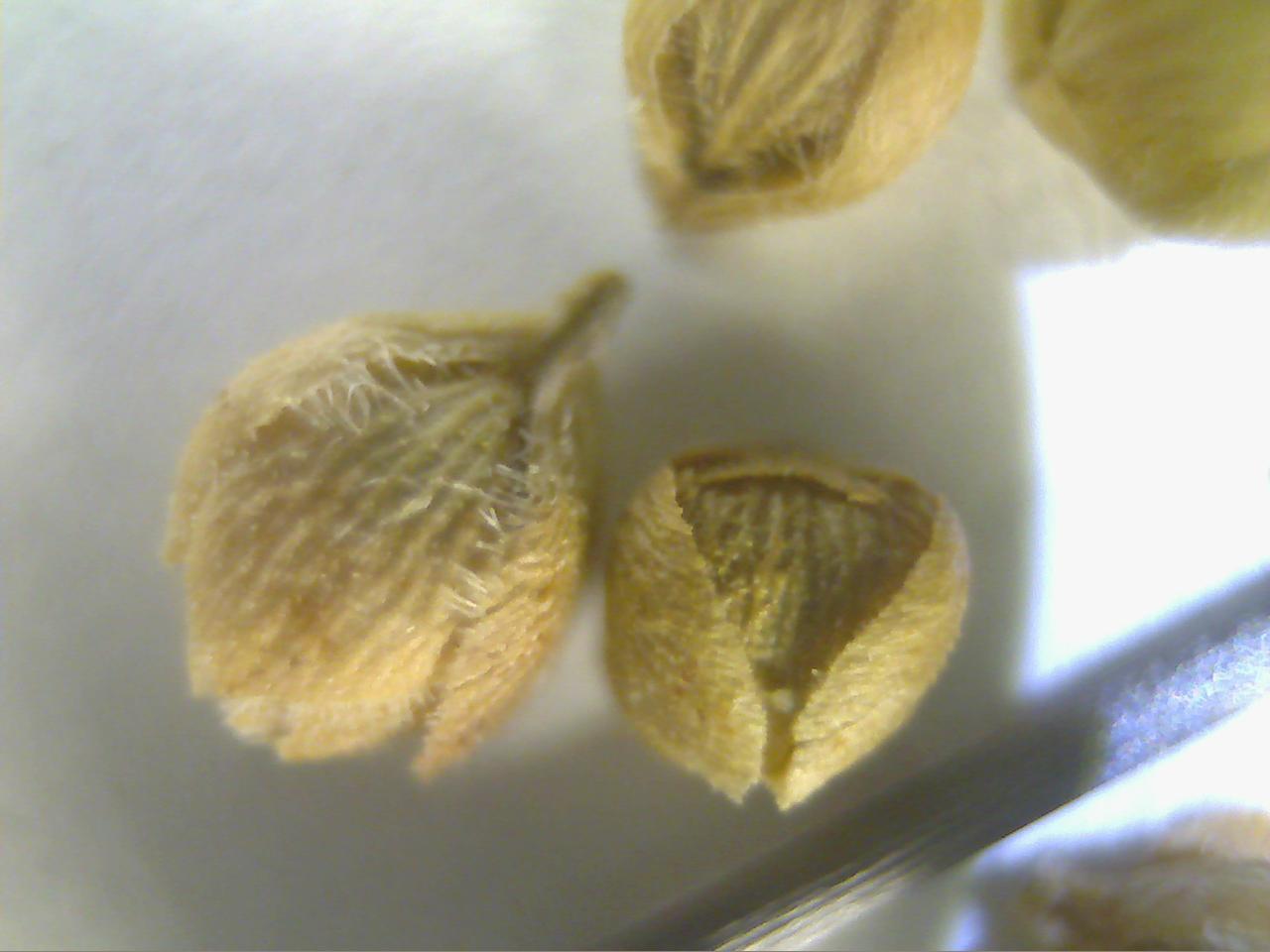 Macro and Micro Picture of the Day 2020-01-03