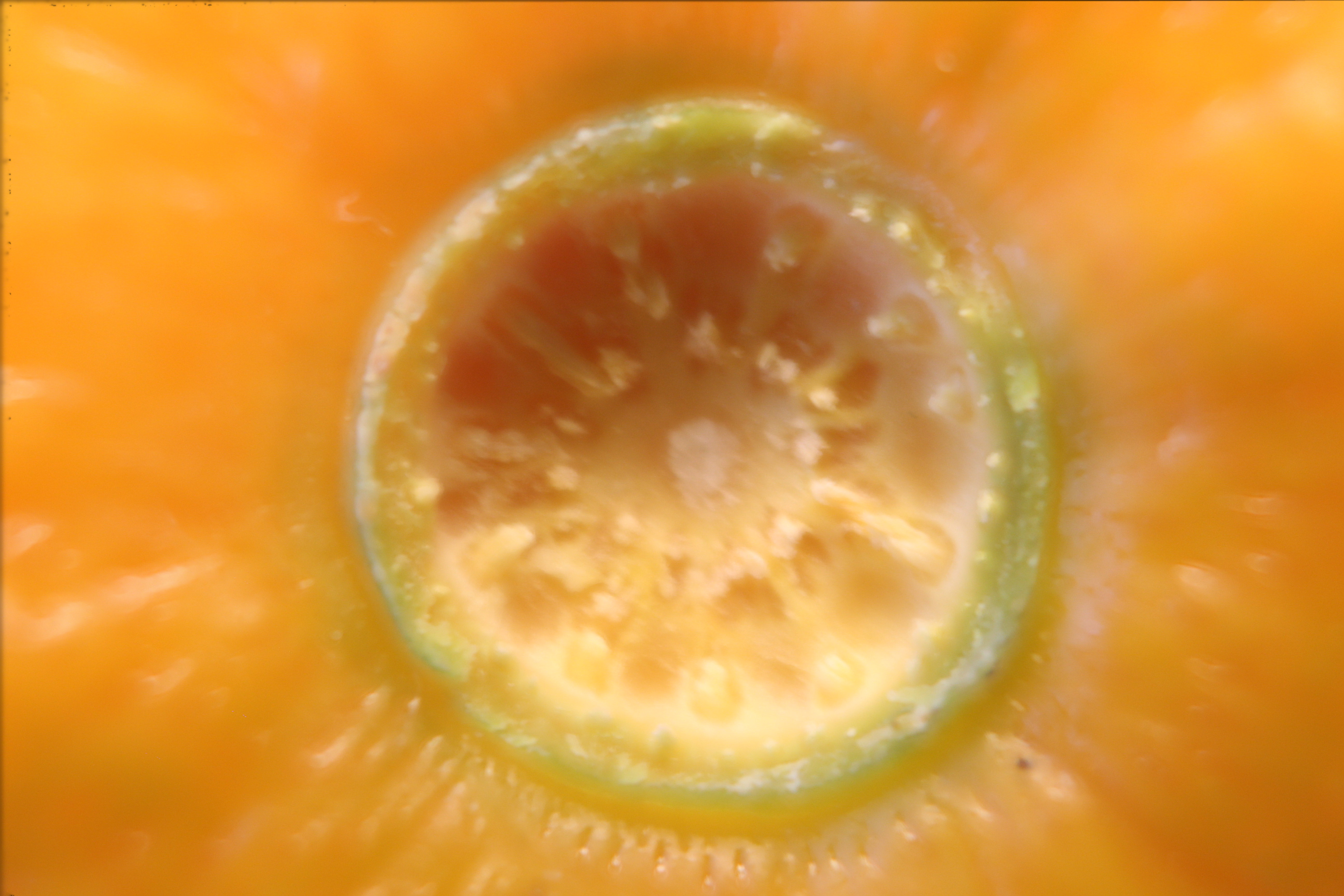 Macro and Micro Picture of the Day 2020-01-07