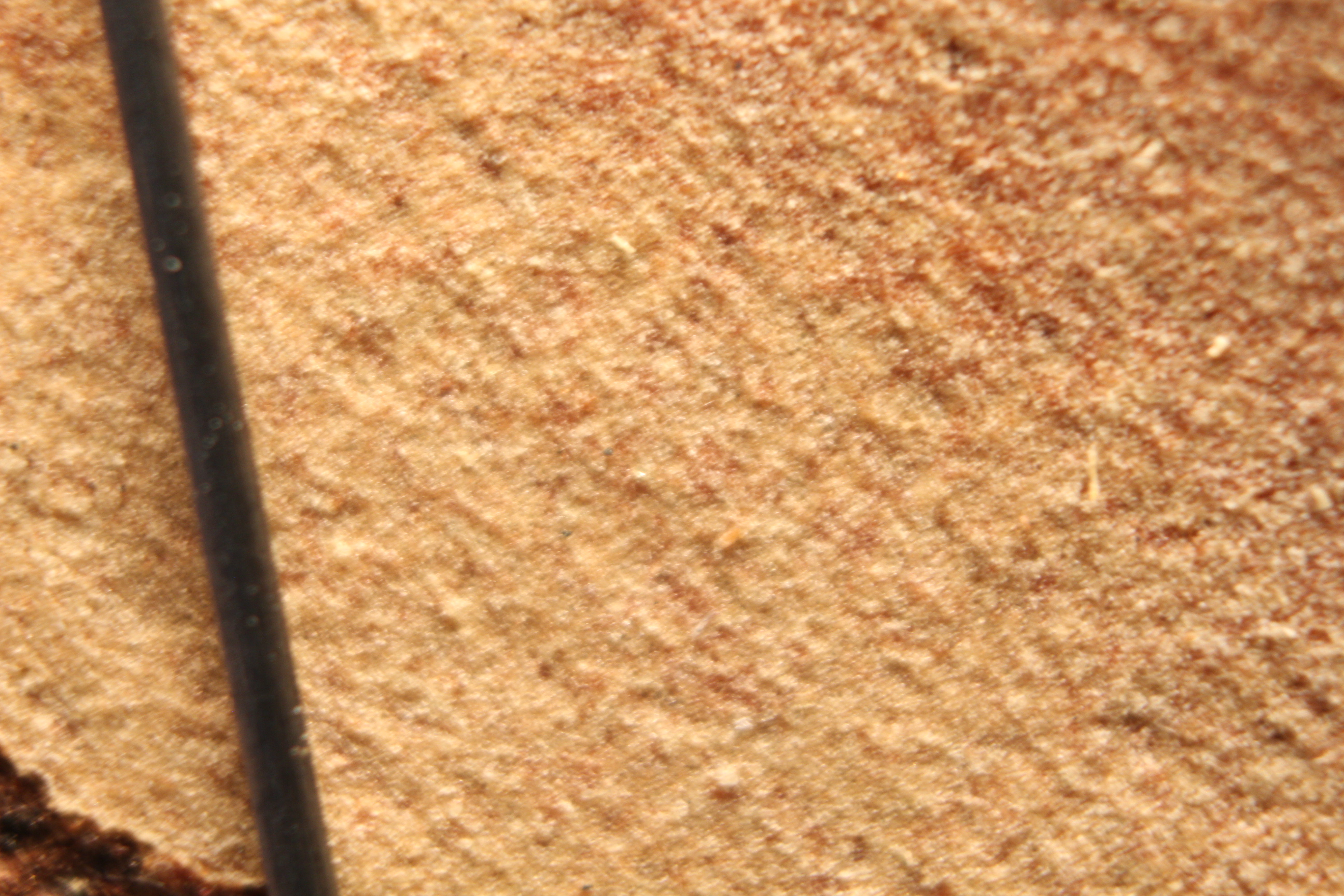 Macro and Micro Picture of the Day 2020-01-08