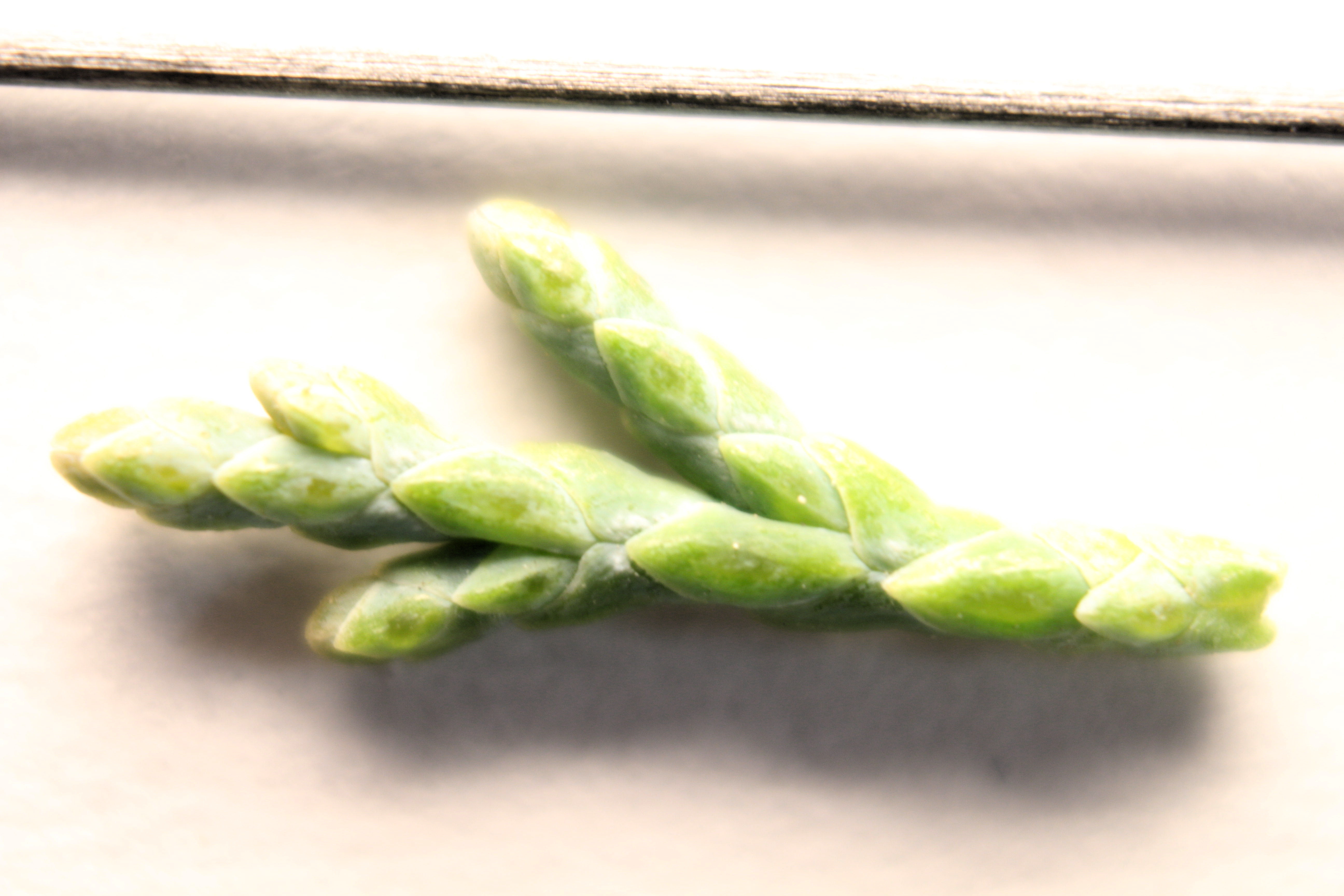 Macro and Micro Picture of the Day 2020-01-09