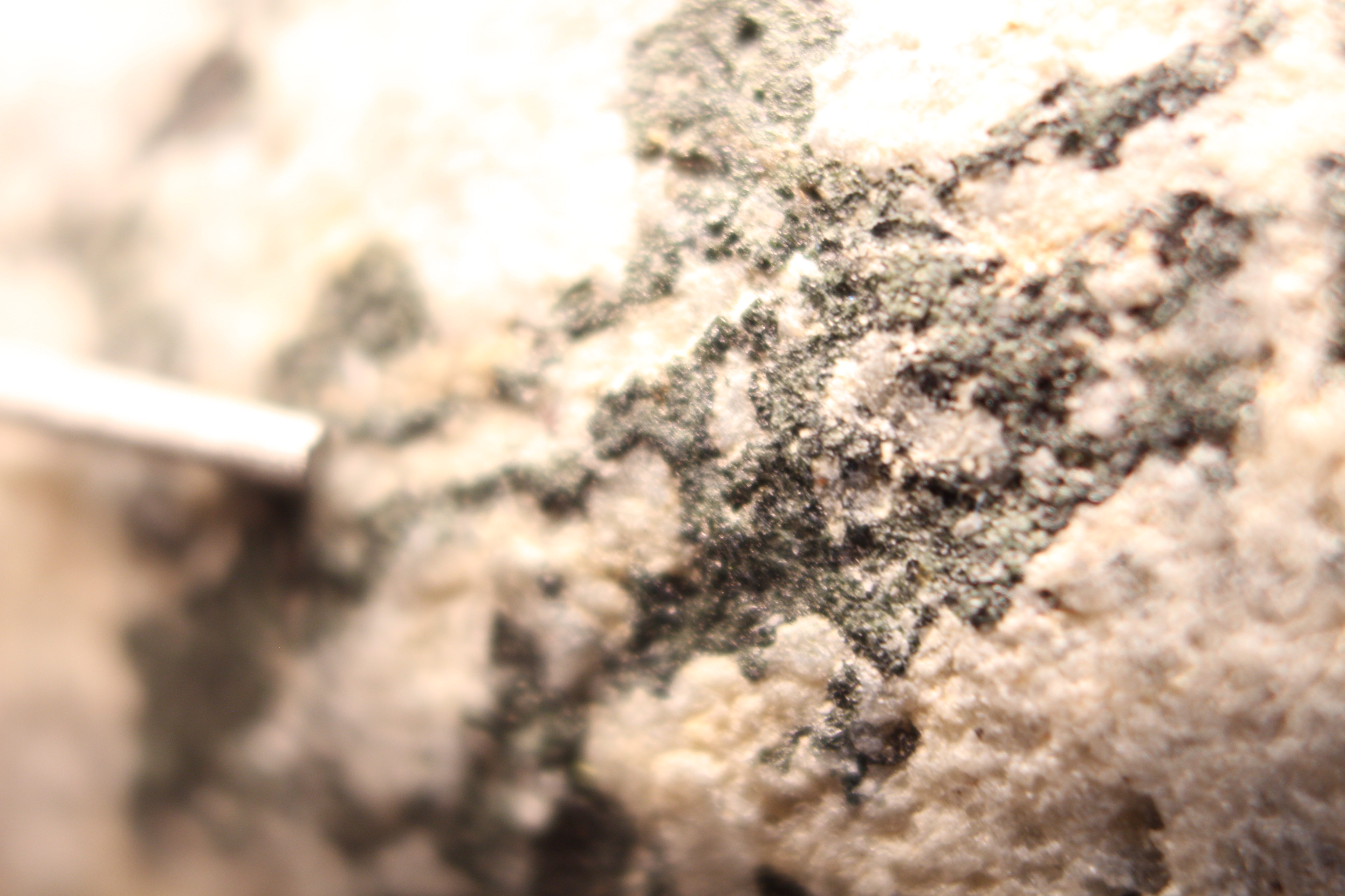 Macro and Micro Picture of the Day 2020-01-10