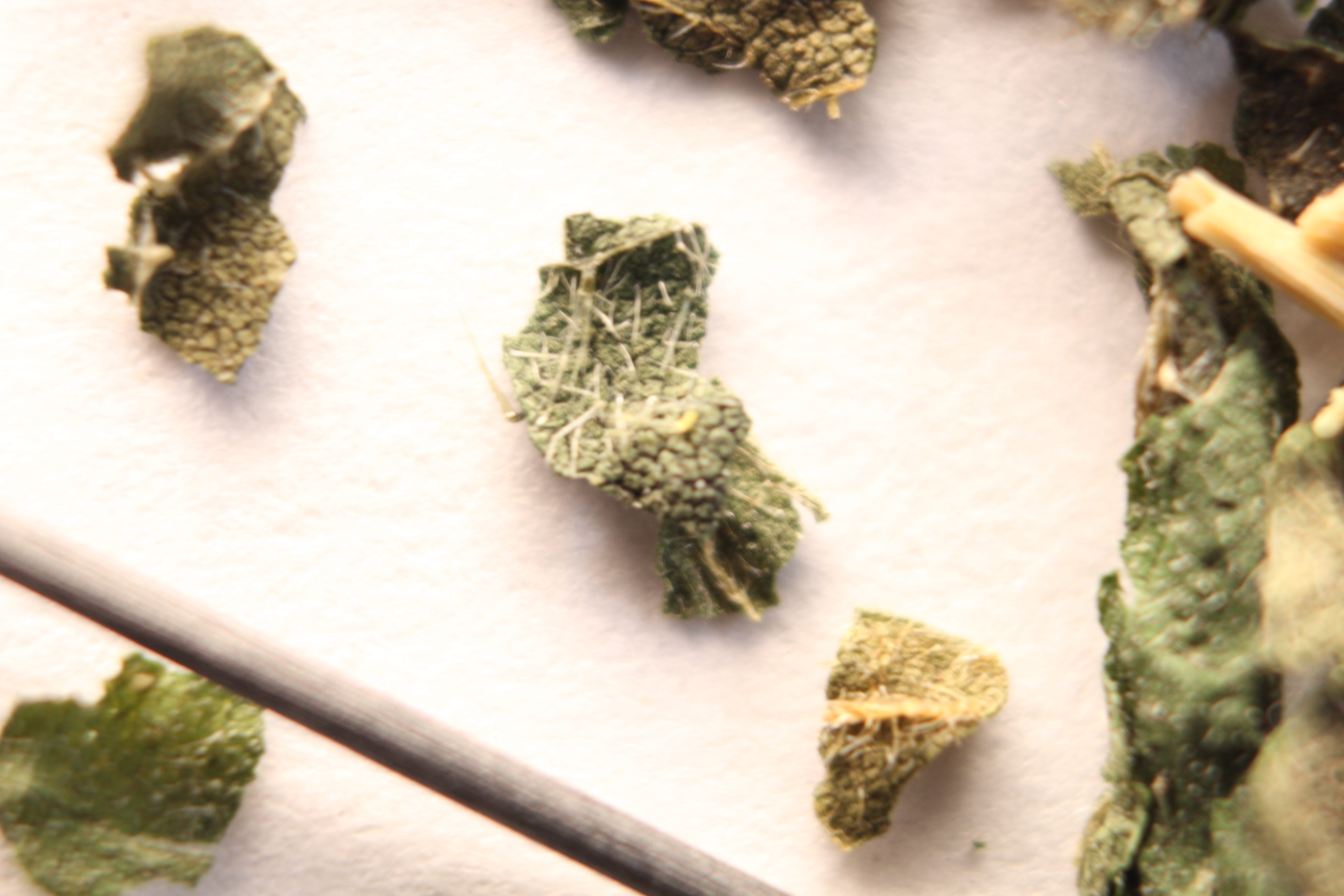 Macro and Micro Picture of the Day 2020-01-11