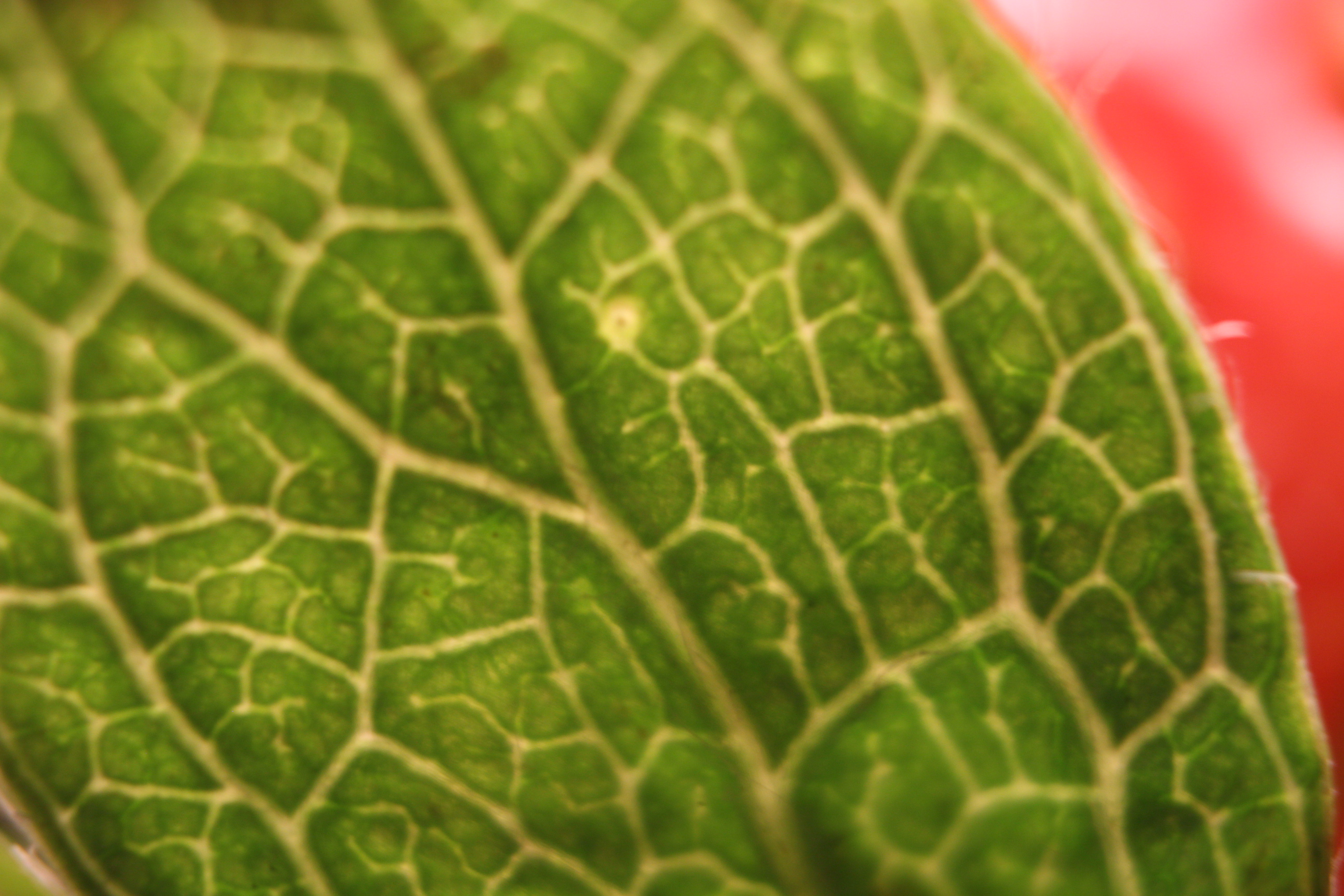 Macro and Micro Picture of the Day 2020-01-15