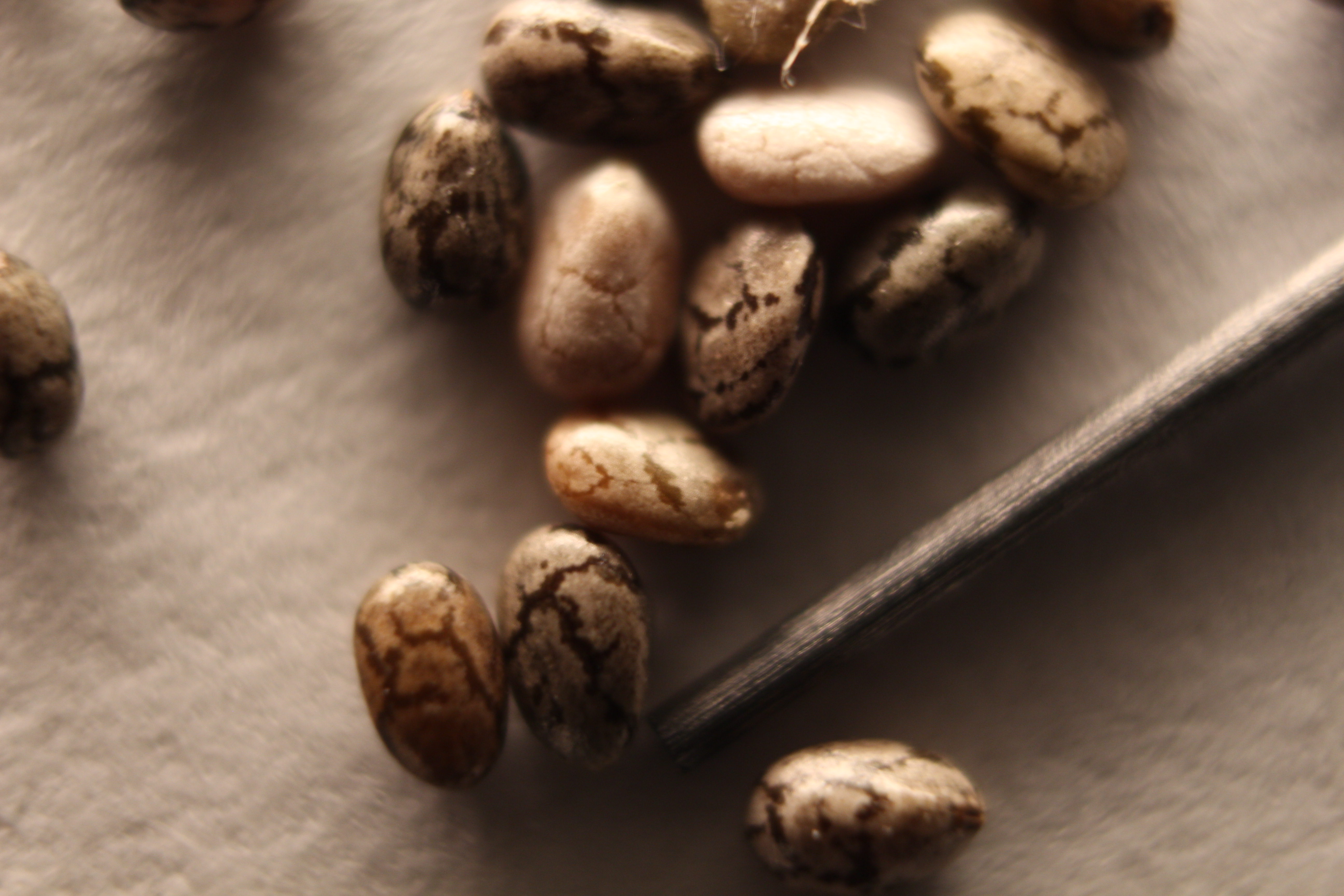 Macro and Micro Picture of the Day 2020-01-17