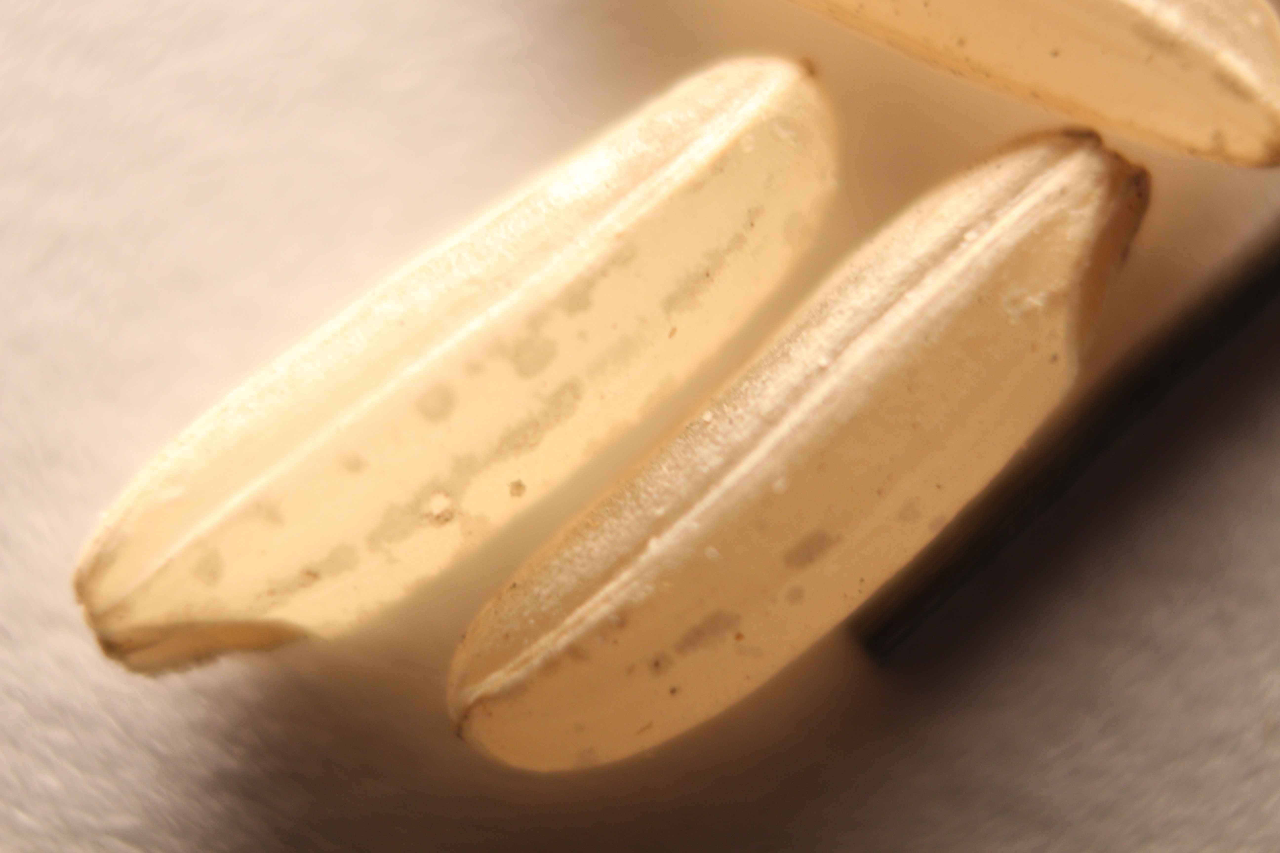 Macro and Micro Picture of the Day 2020-01-19