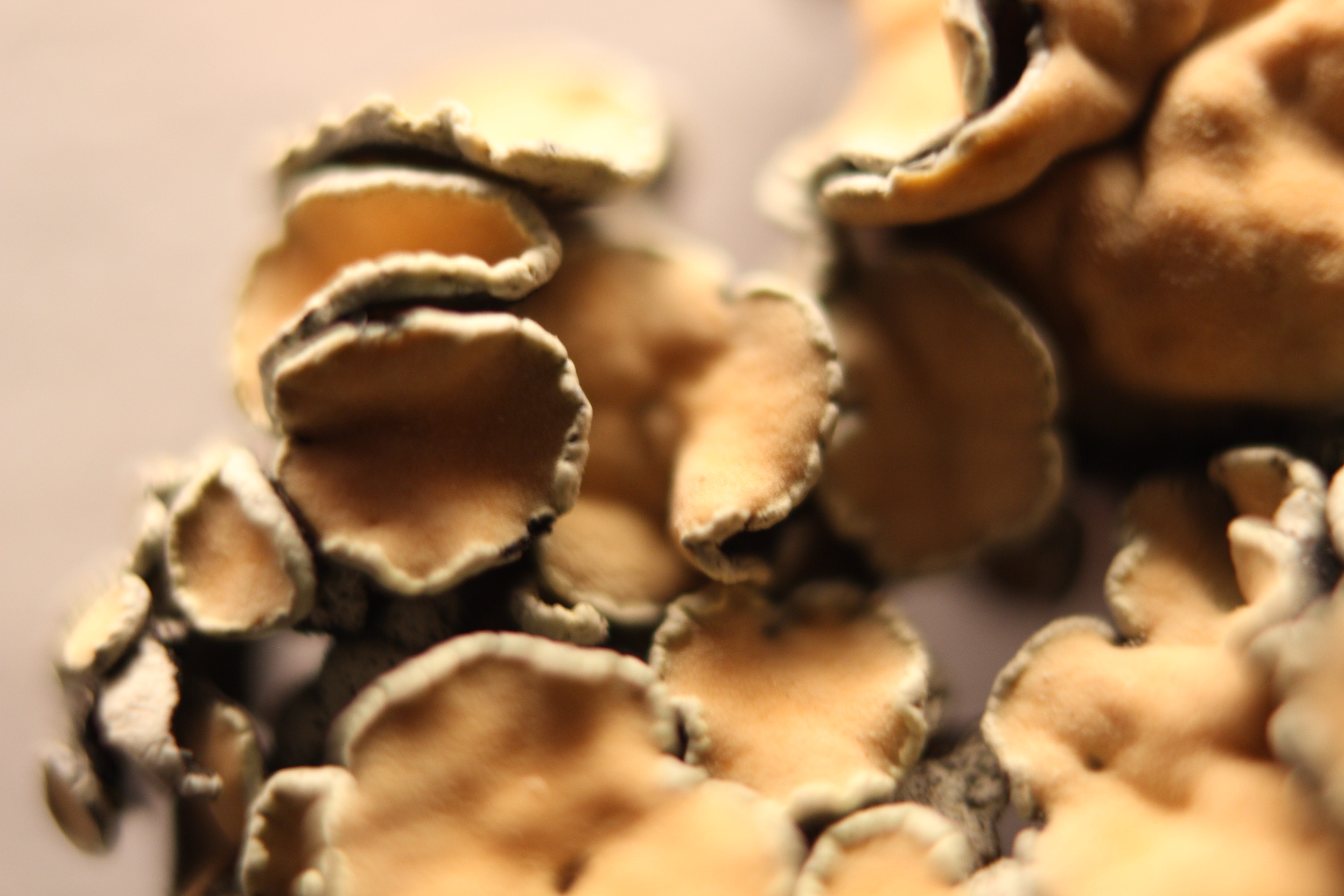 Macro and Micro Picture of the Day 2020-01-20