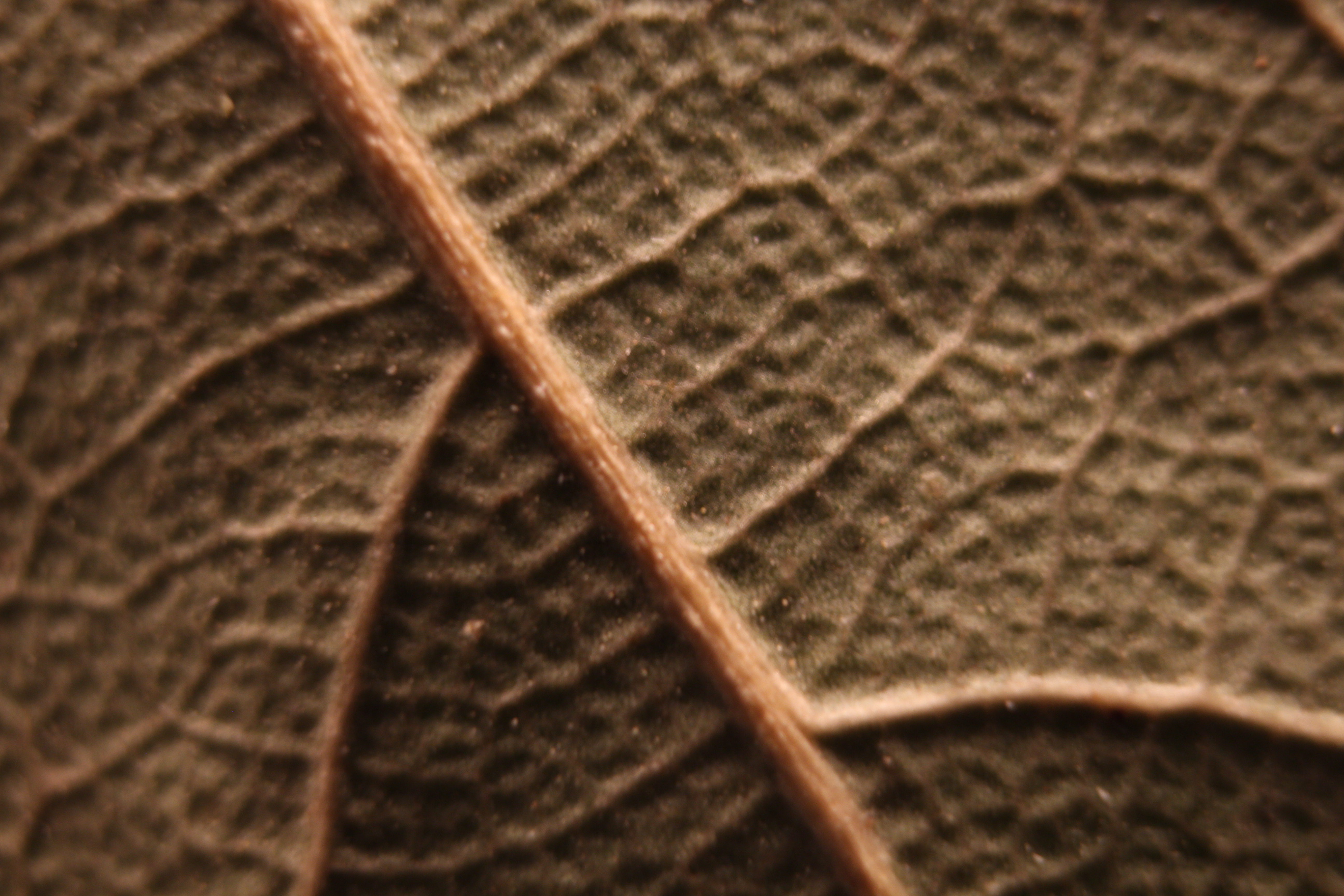 Macro and Micro Picture of the Day 2020-01-21