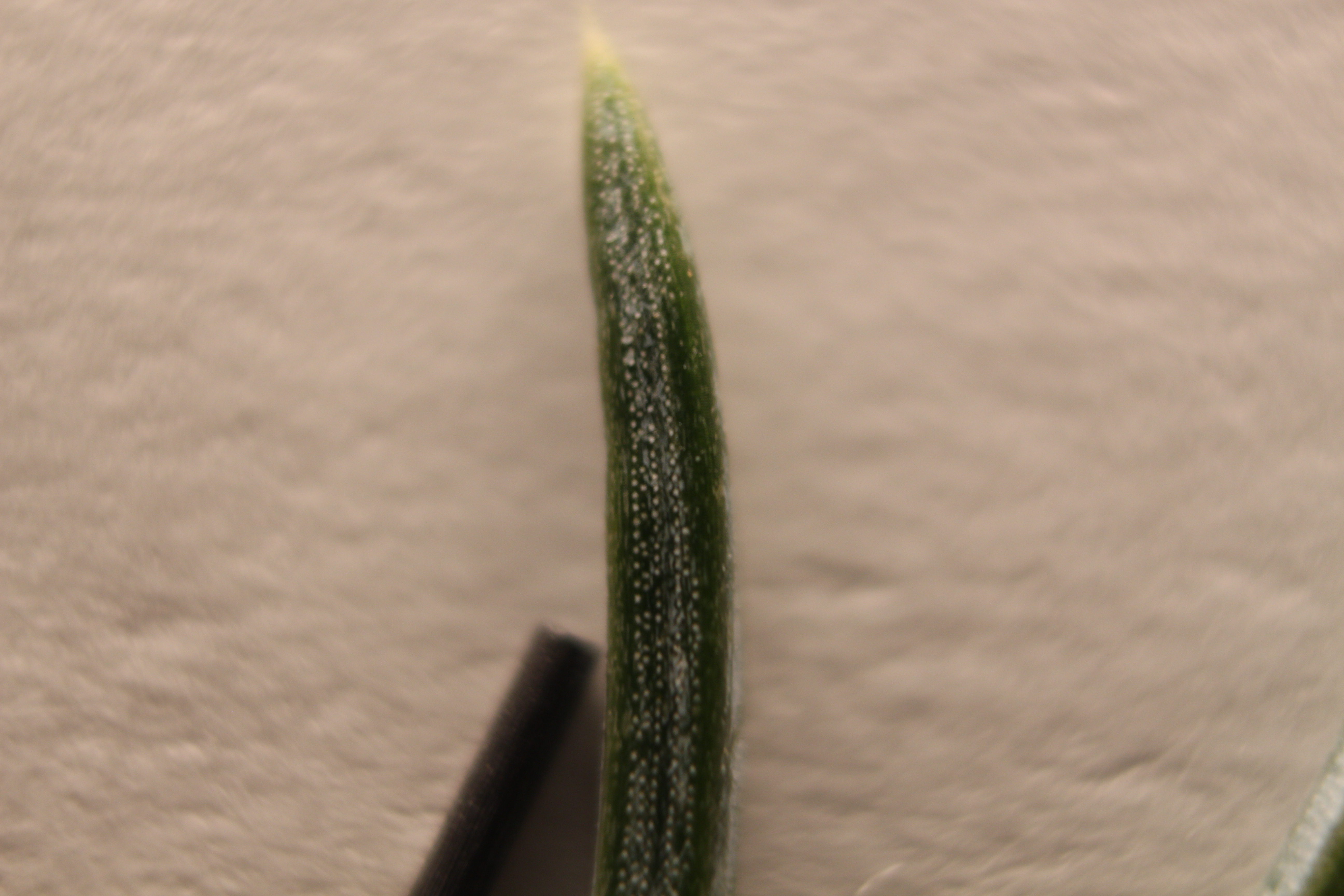 Macro and Micro Picture of the Day 2020-01-23