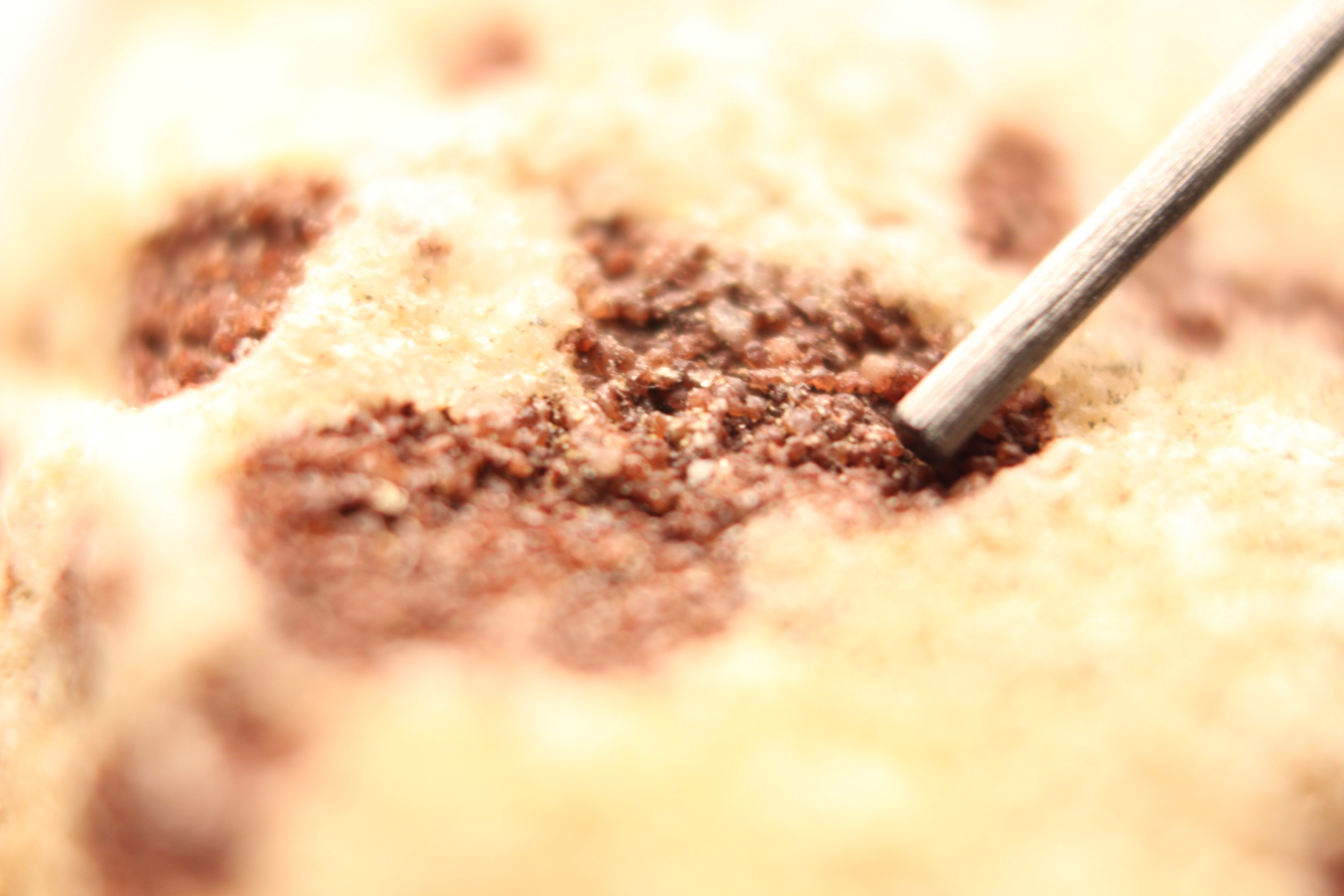 Macro and Micro Picture of the Day 2020-01-24