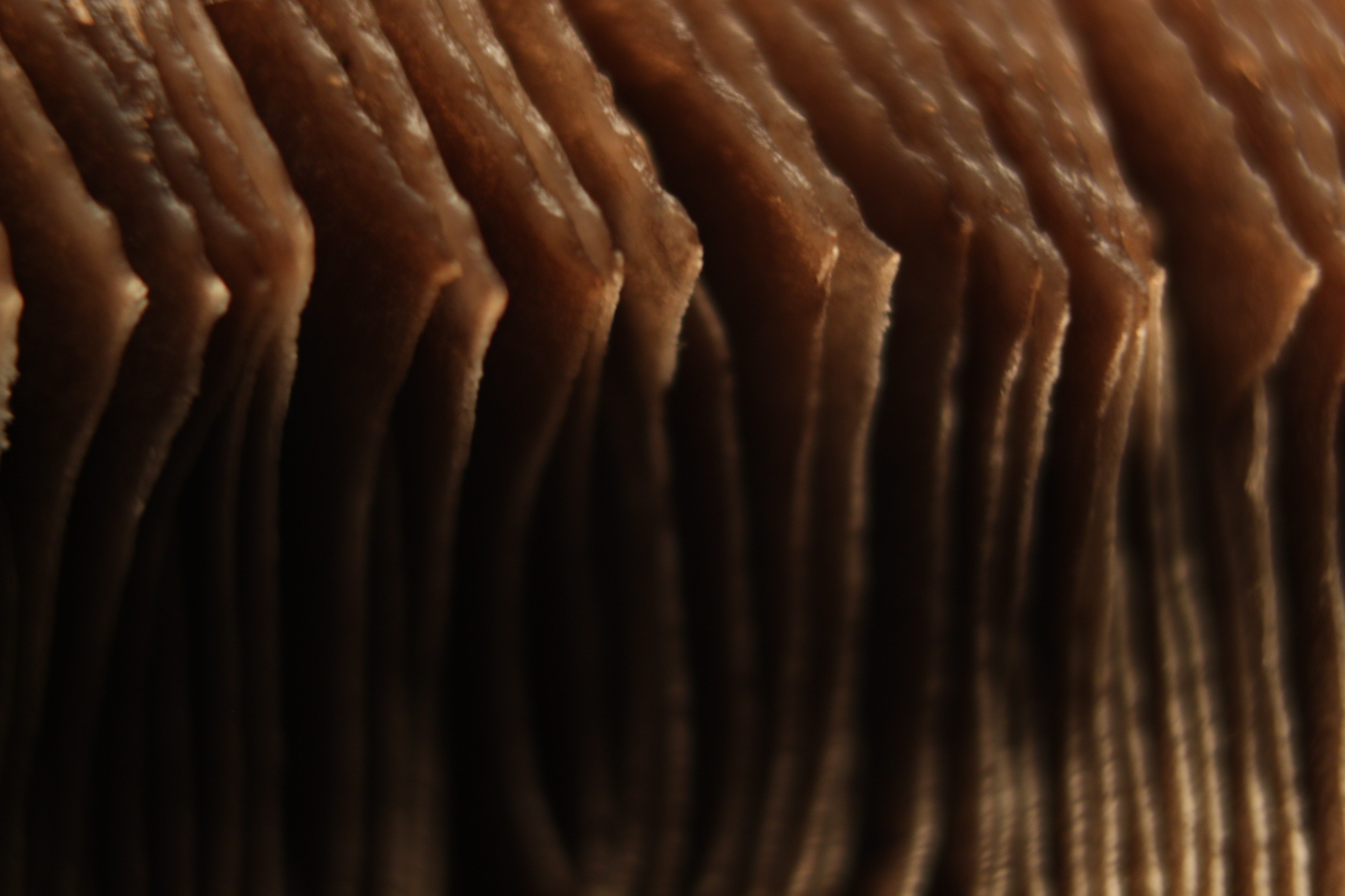 Macro and Micro Picture of the Day 2020-01-27