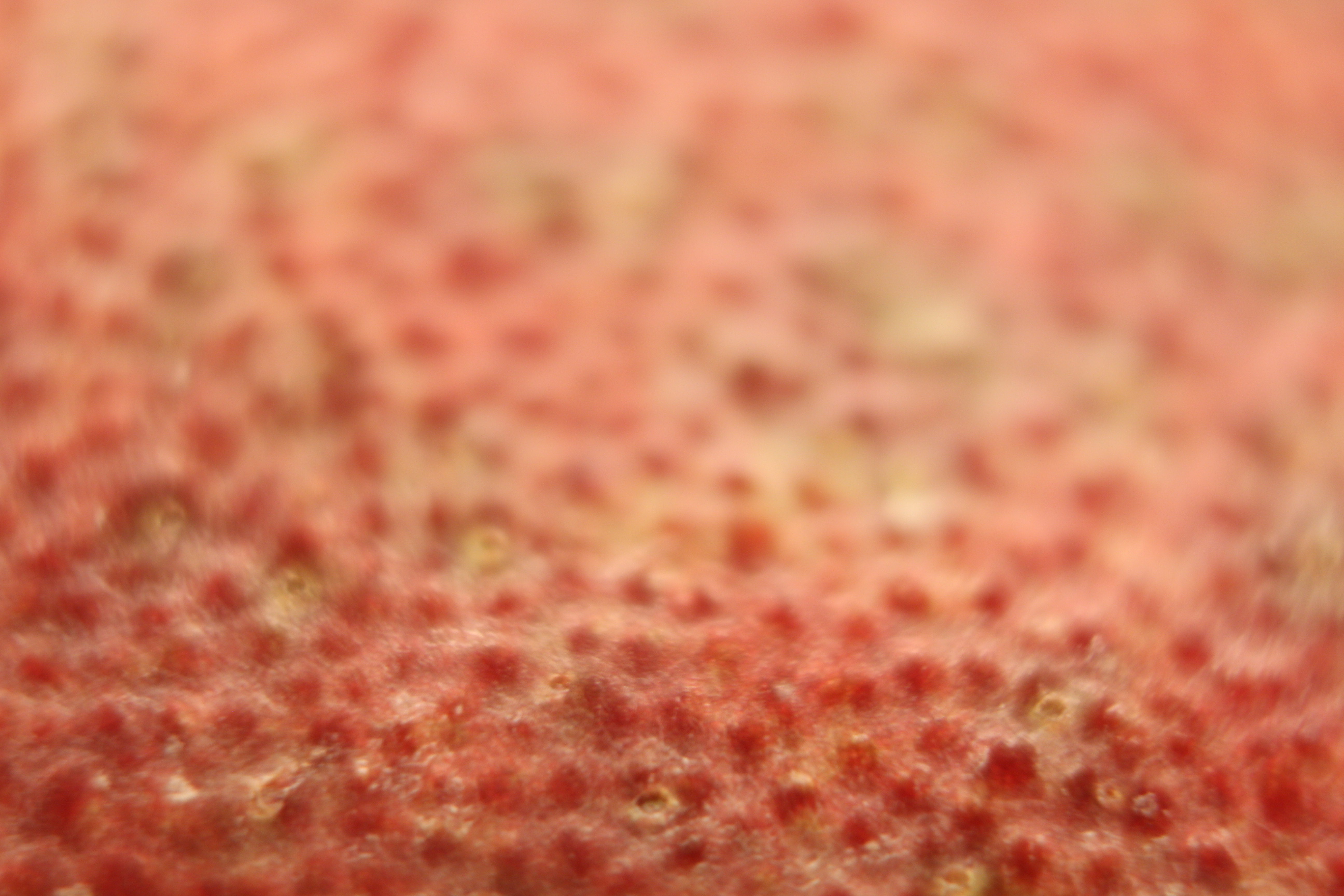 Macro and Micro Picture of the Day 2020-01-28