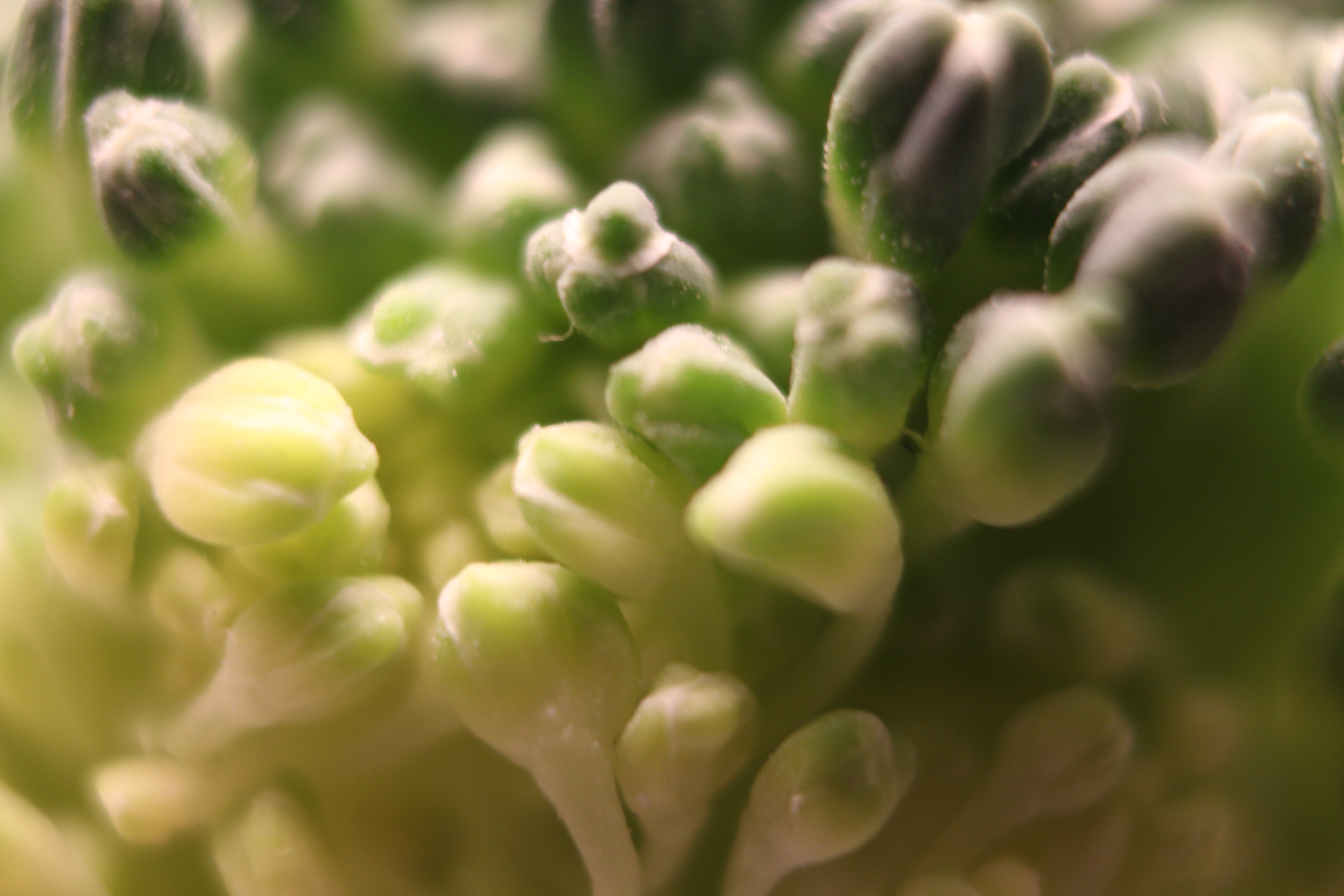 Macro and Micro Picture of the Day 2020-02-02