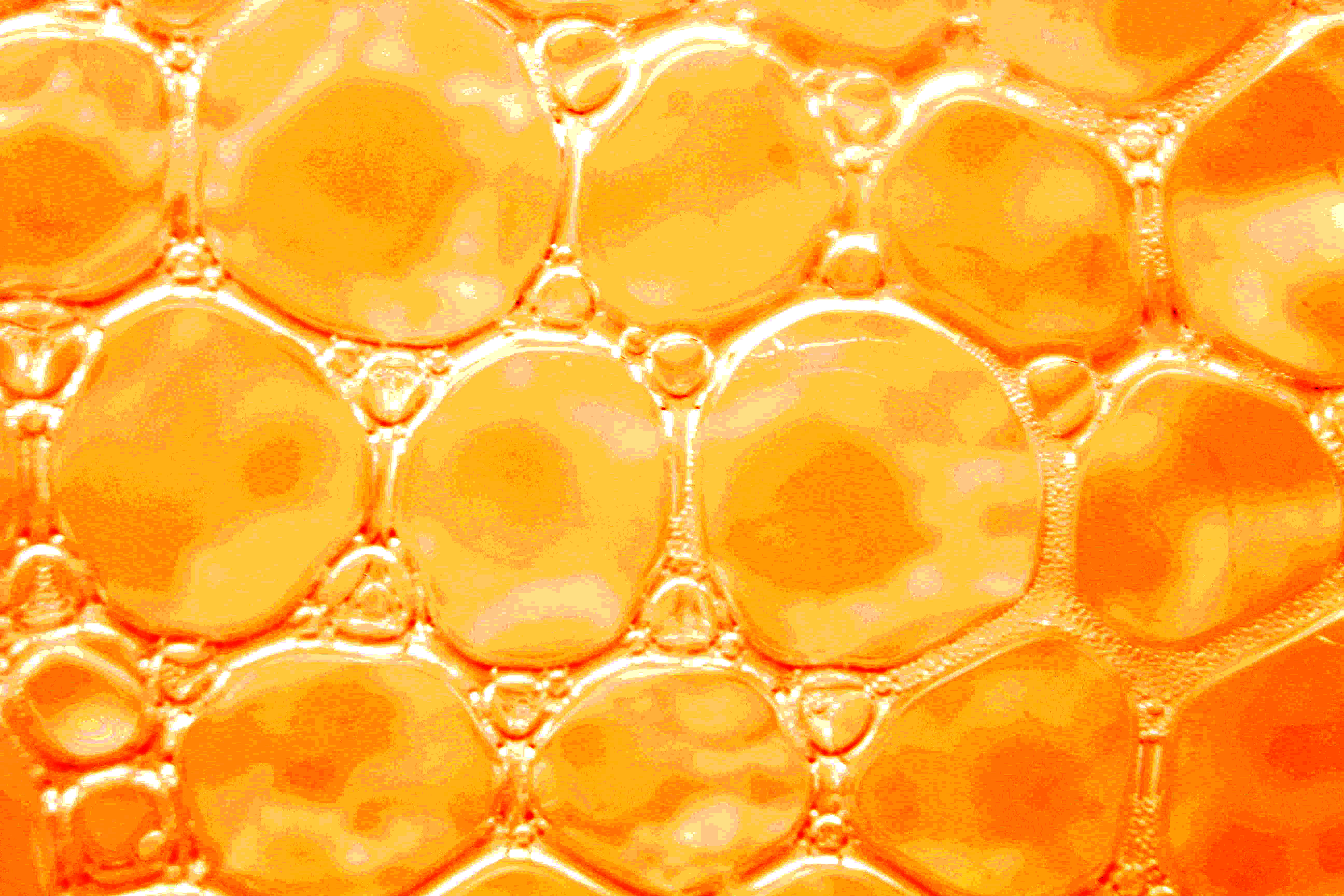 Macro and Micro Picture of the Day 2020-02-03