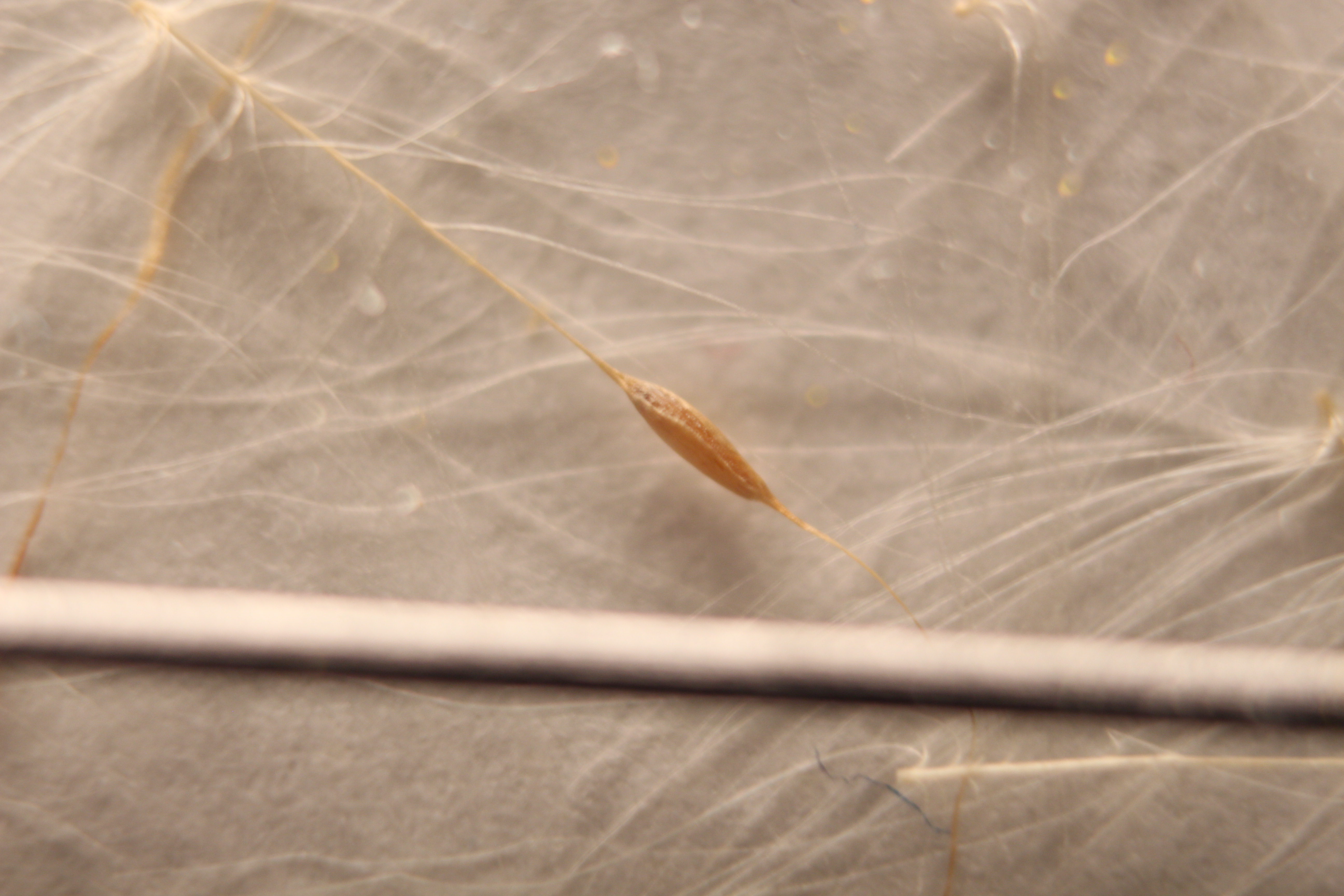 Macro and Micro Picture of the Day 2020-02-07