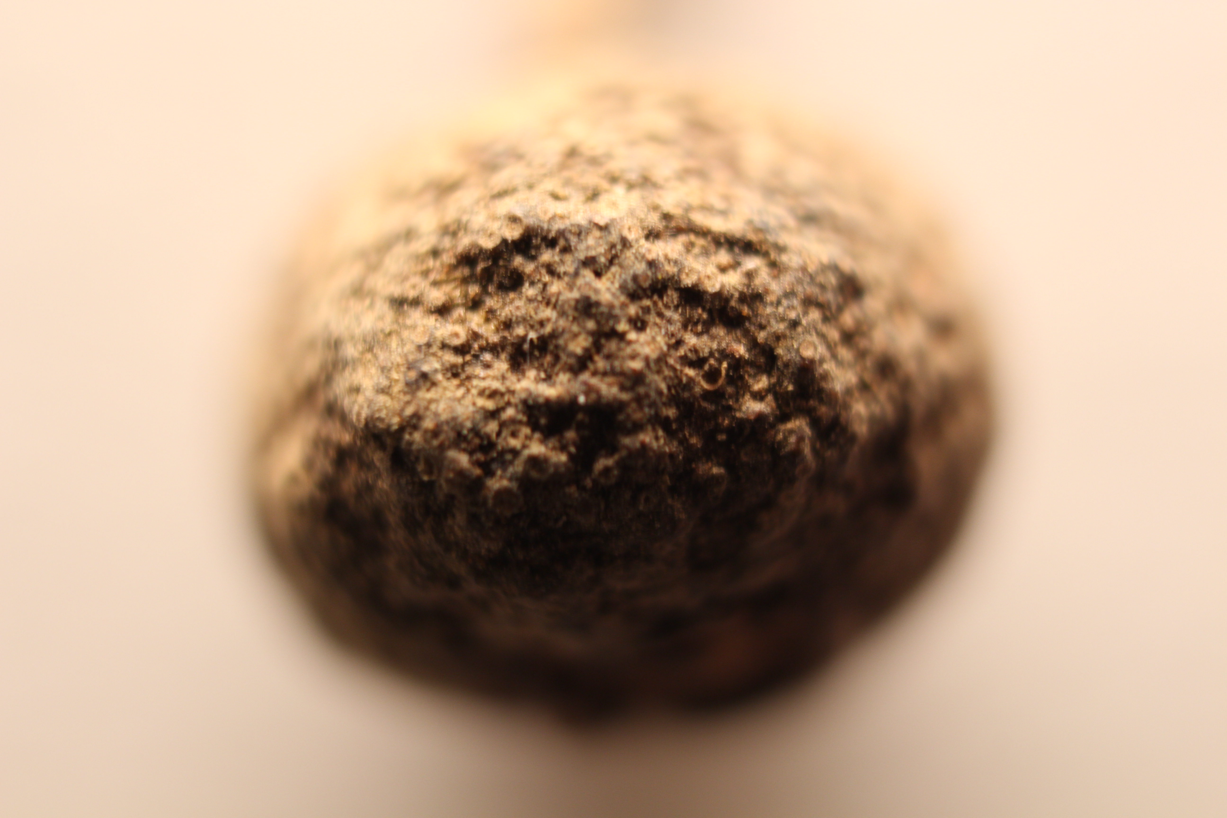 Macro and Micro Picture of the Day 2020-02-12