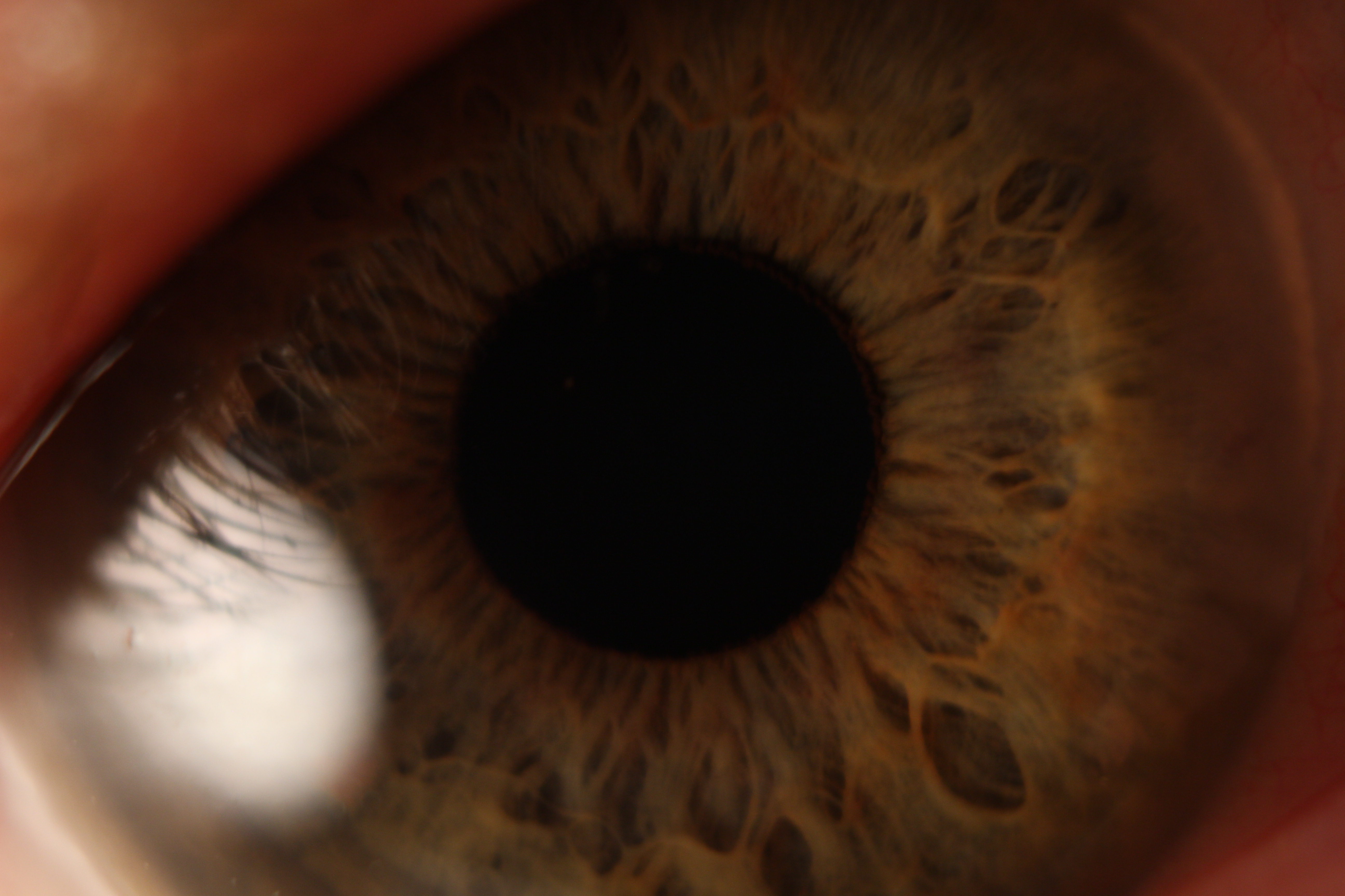 Macro and Micro Picture of the Day 2020-02-13