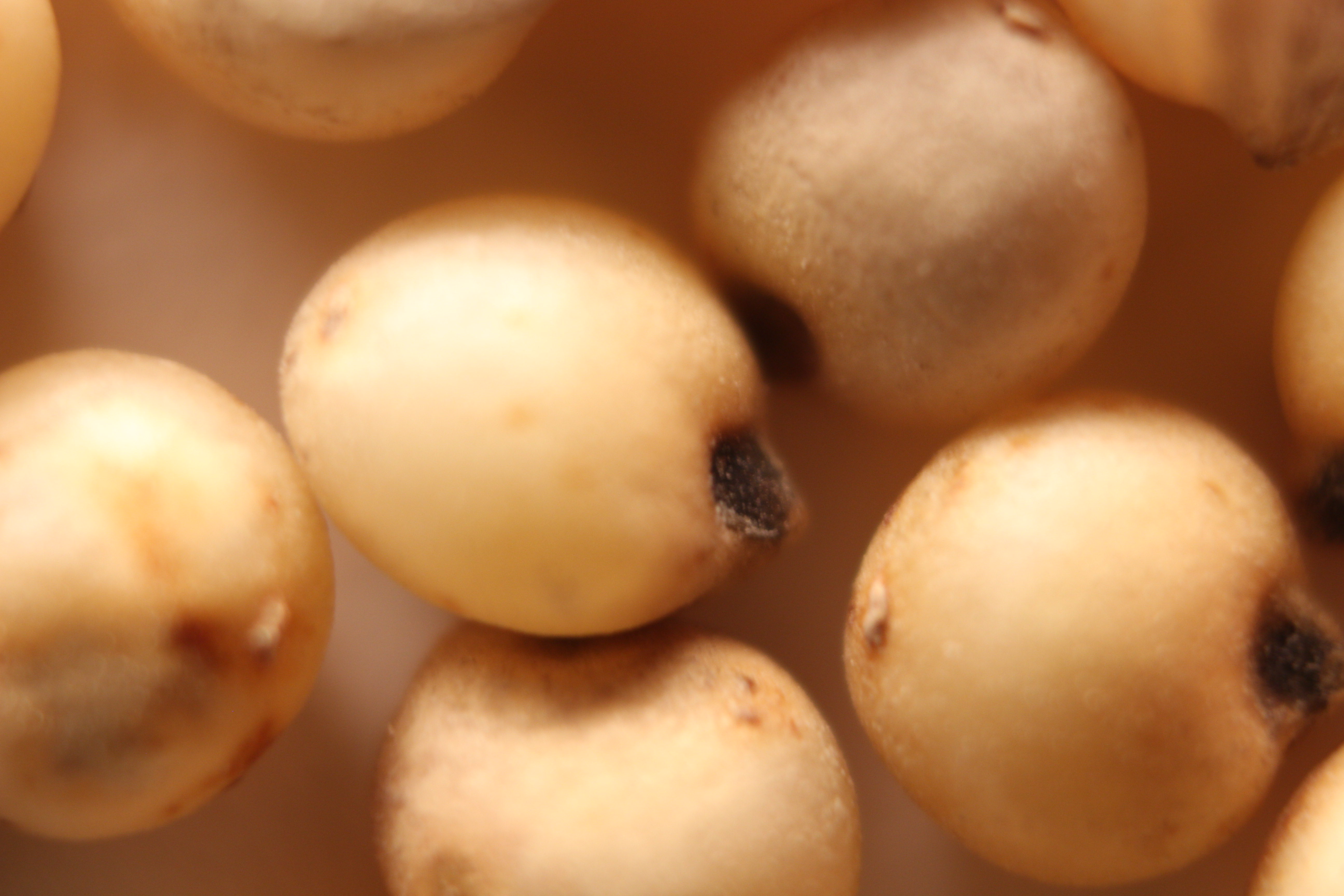 Macro and Micro Picture of the Day 2020-02-14