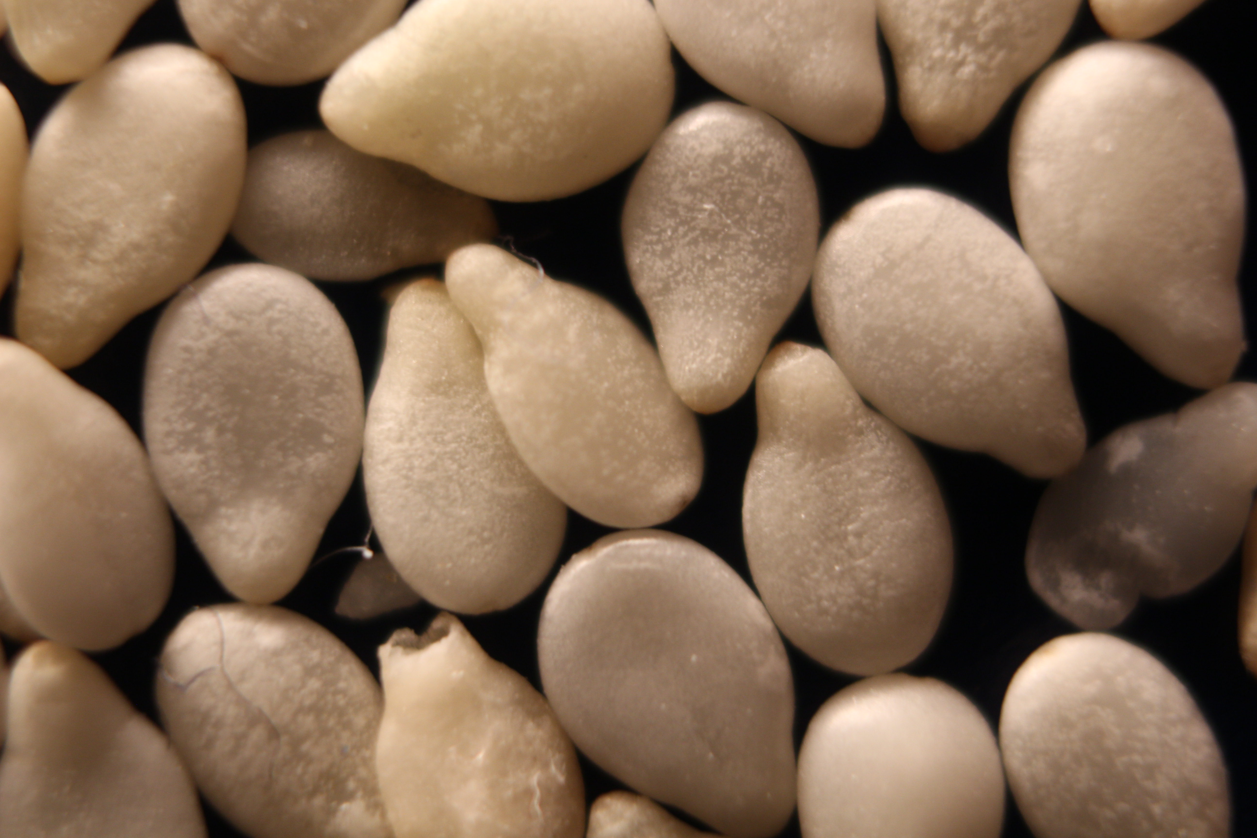 Macro and Micro Picture of the Day 2020-02-15