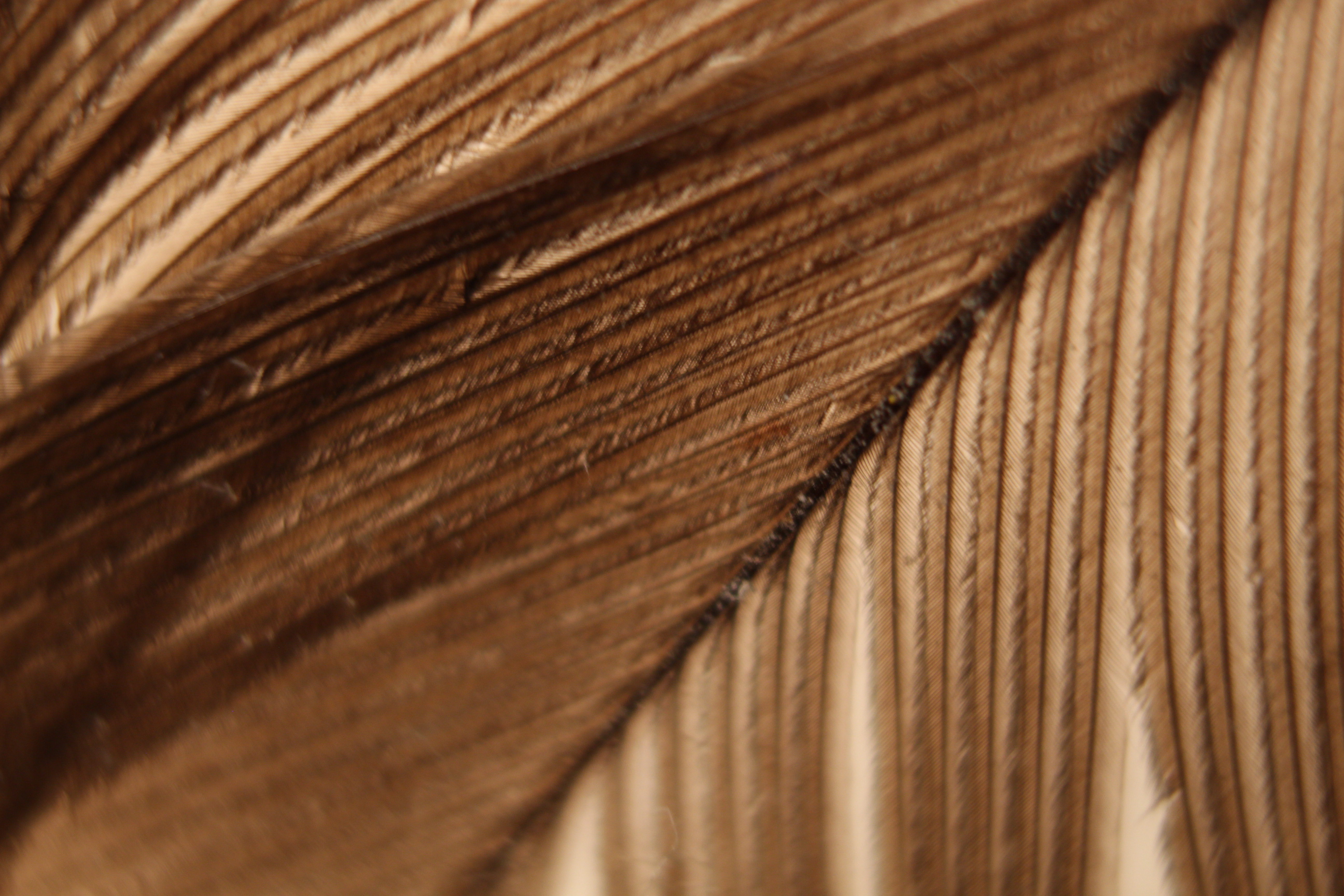 Macro and Micro Picture of the Day 2020-02-16