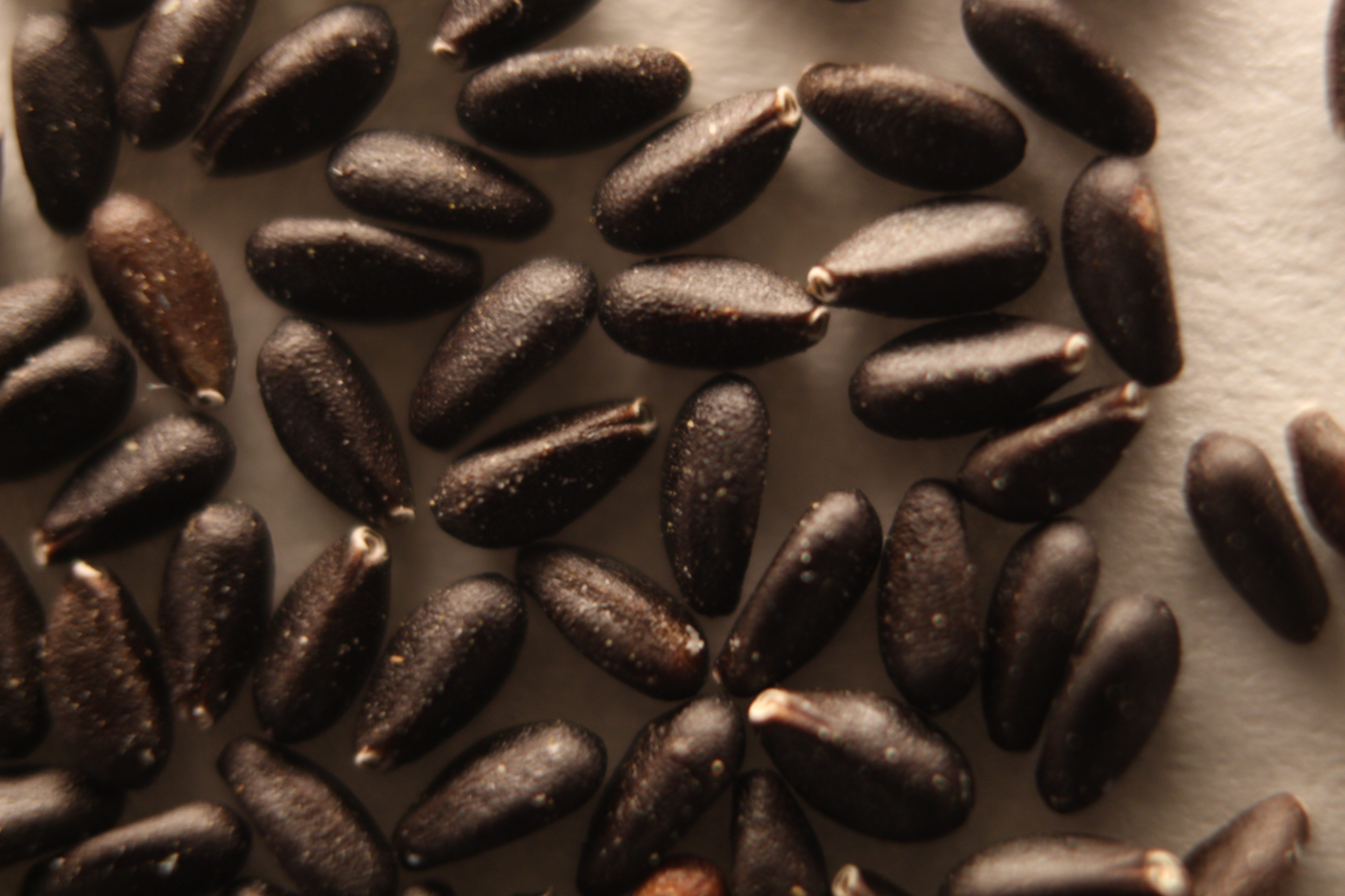 Macro and Micro Picture of the Day 2020-02-18