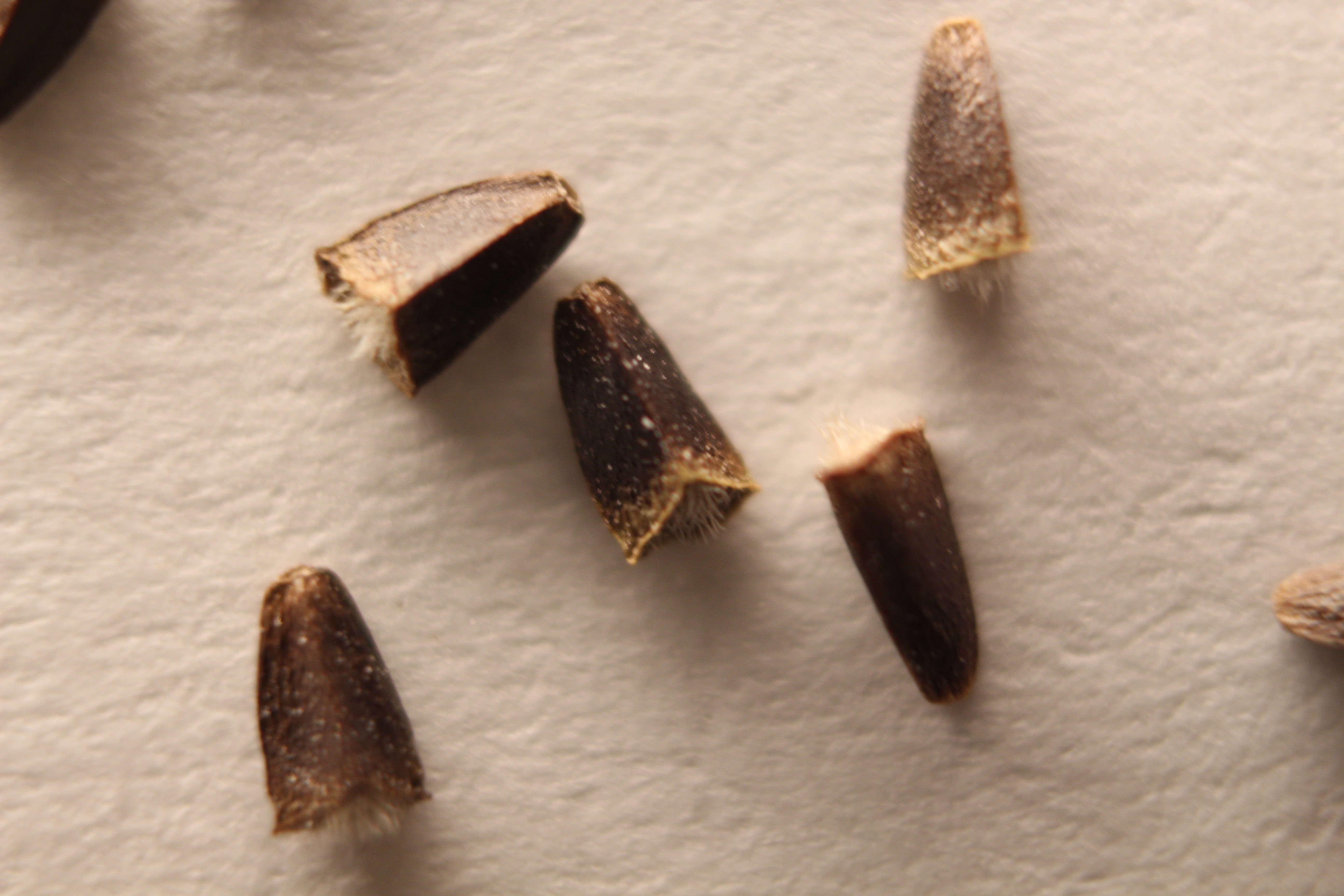 Macro and Micro Picture of the Day 2020-02-19