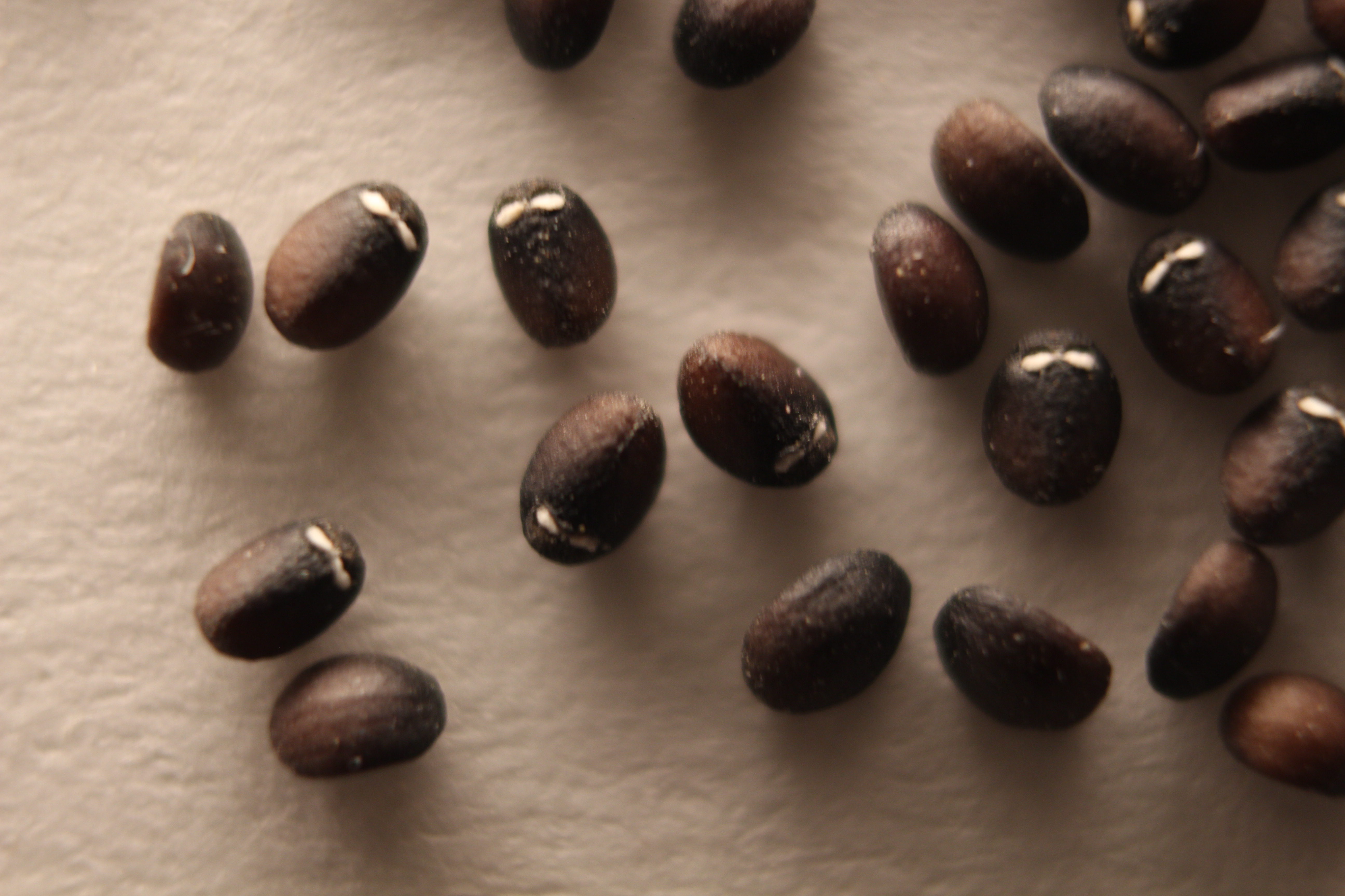 Macro and Micro Picture of the Day 2020-02-20