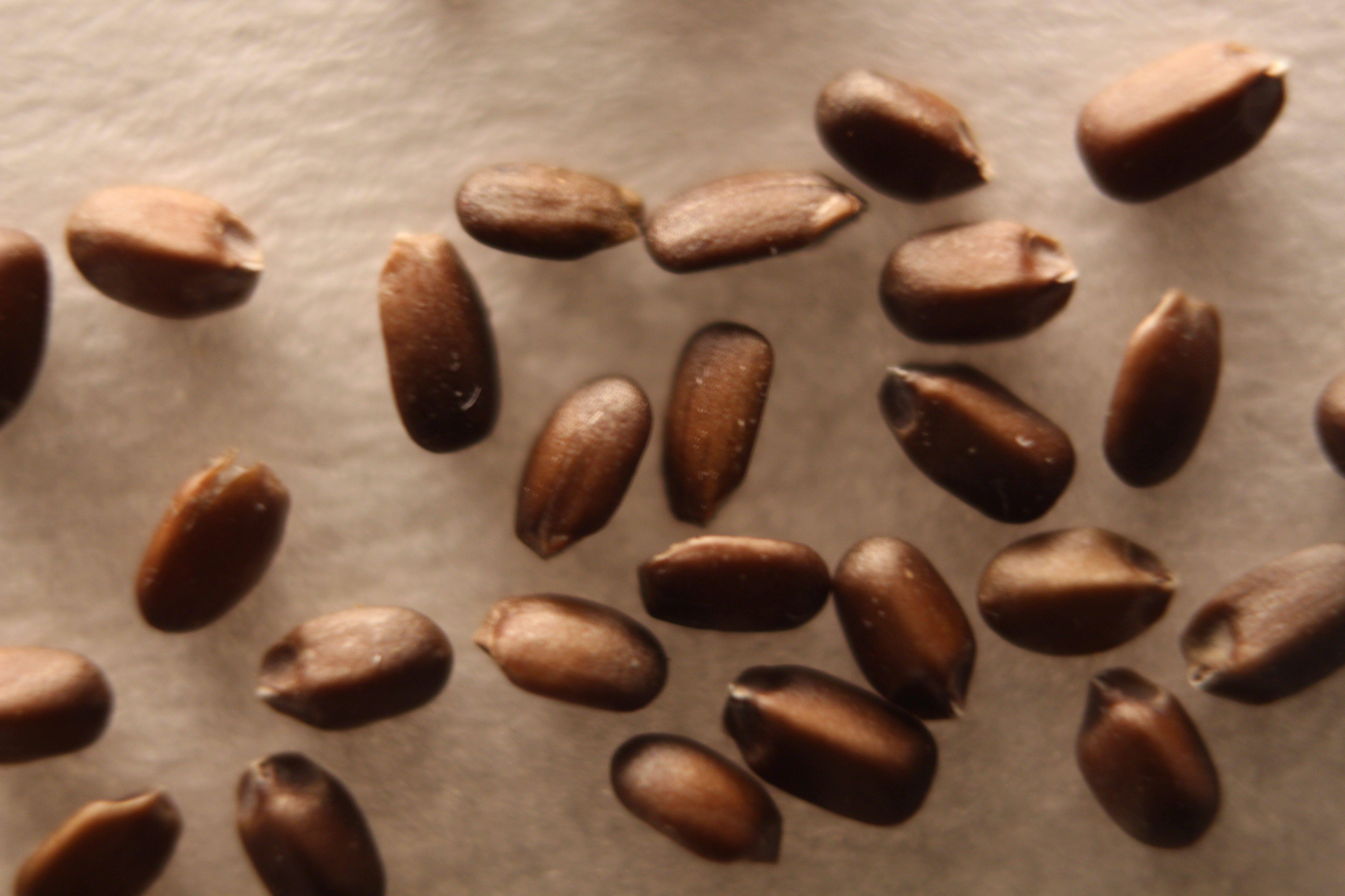 Macro and Micro Picture of the Day 2020-02-21