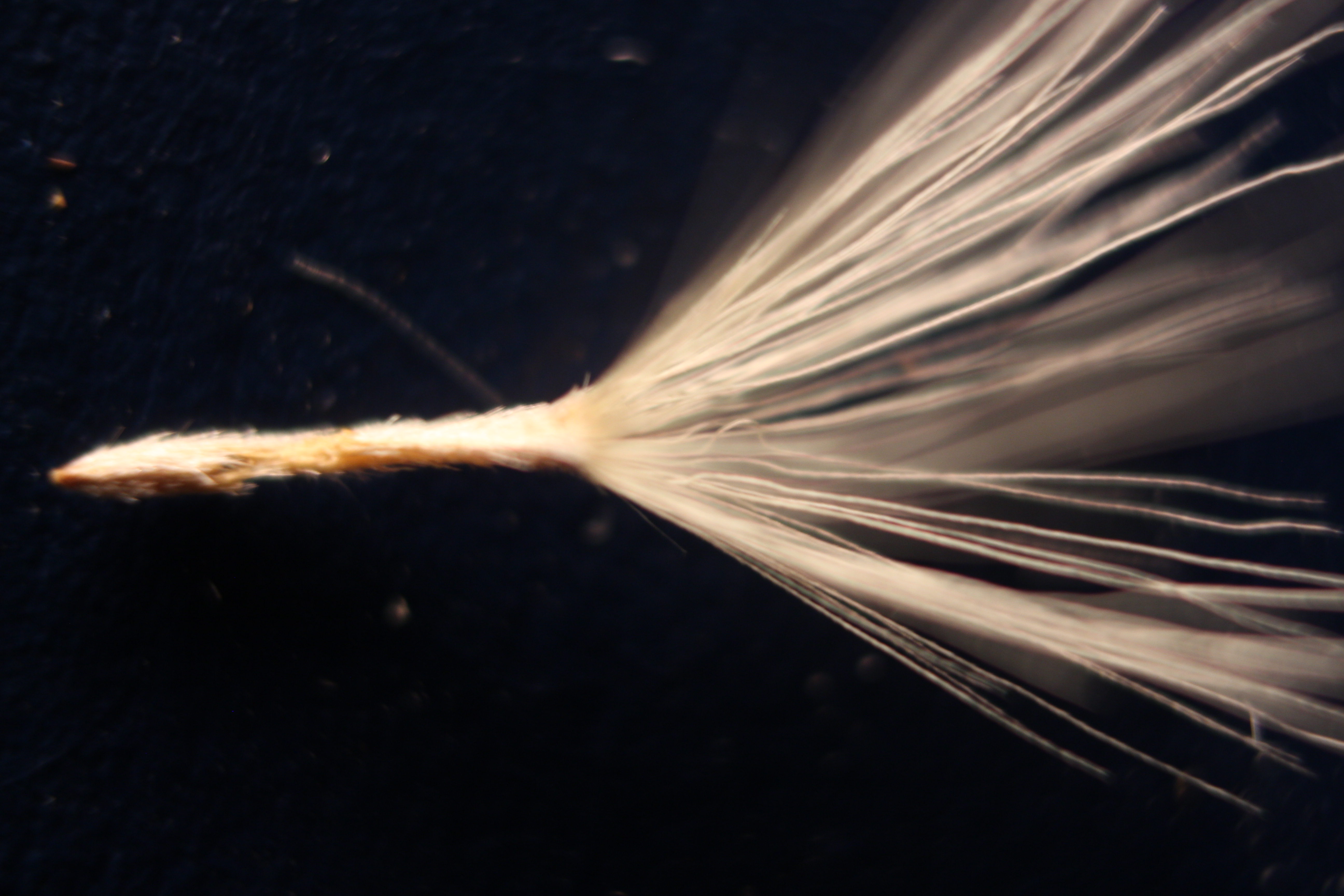 Macro and Micro Picture of the Day 2020-02-22