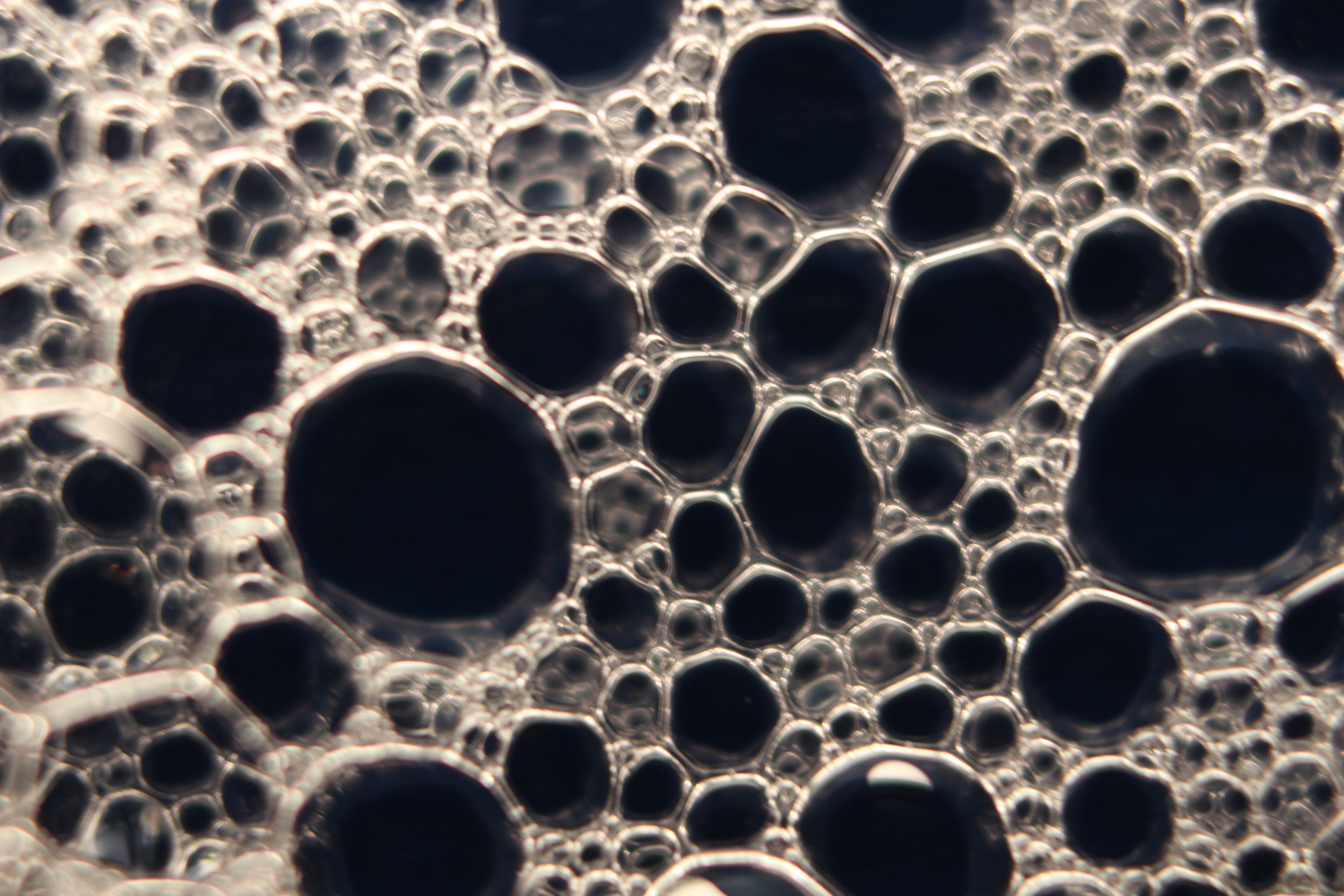 Macro and Micro Picture of the Day 2020-02-23