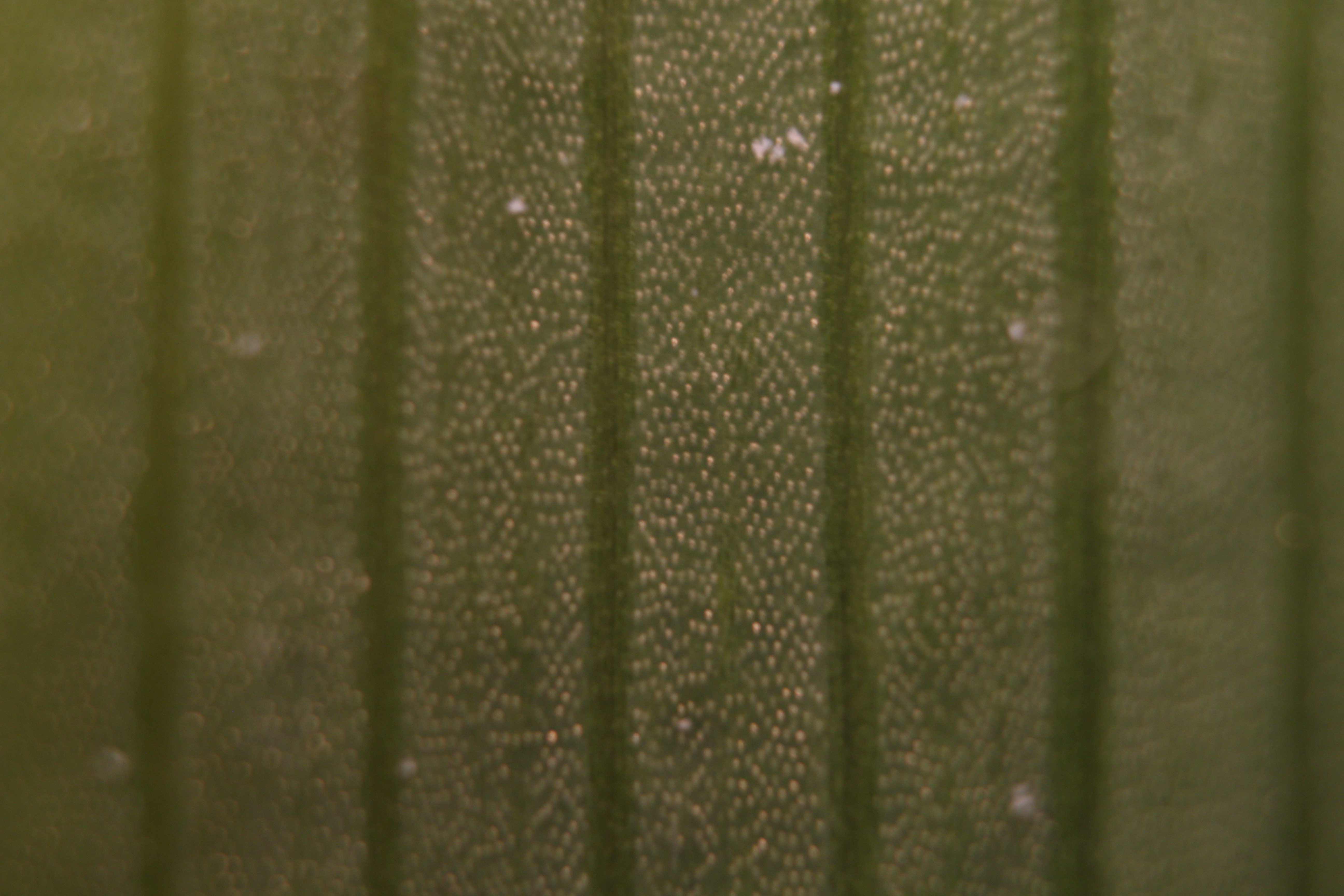 Macro and Micro Picture of the Day 2020-02-24