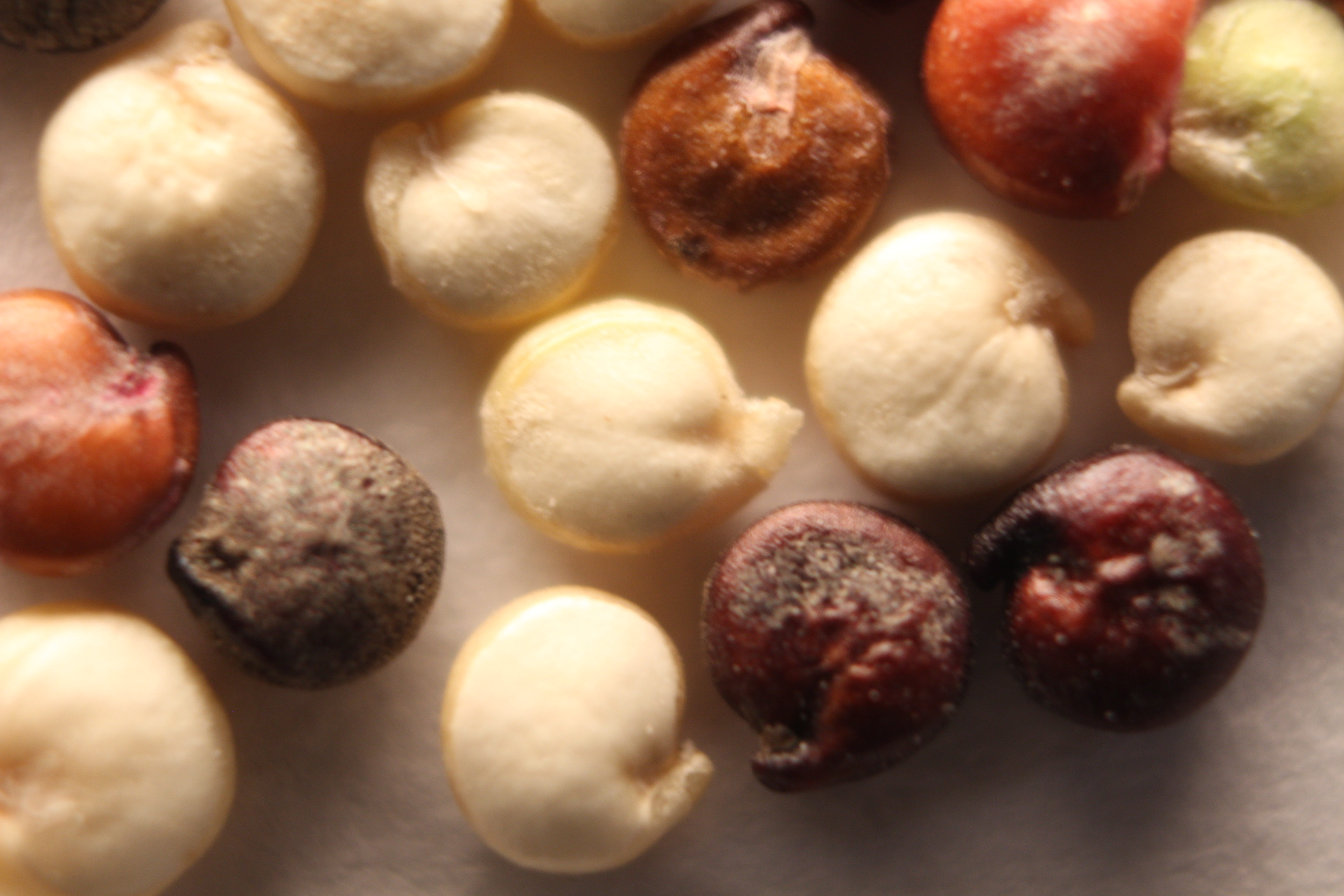 Macro and Micro Picture of the Day 2020-02-25