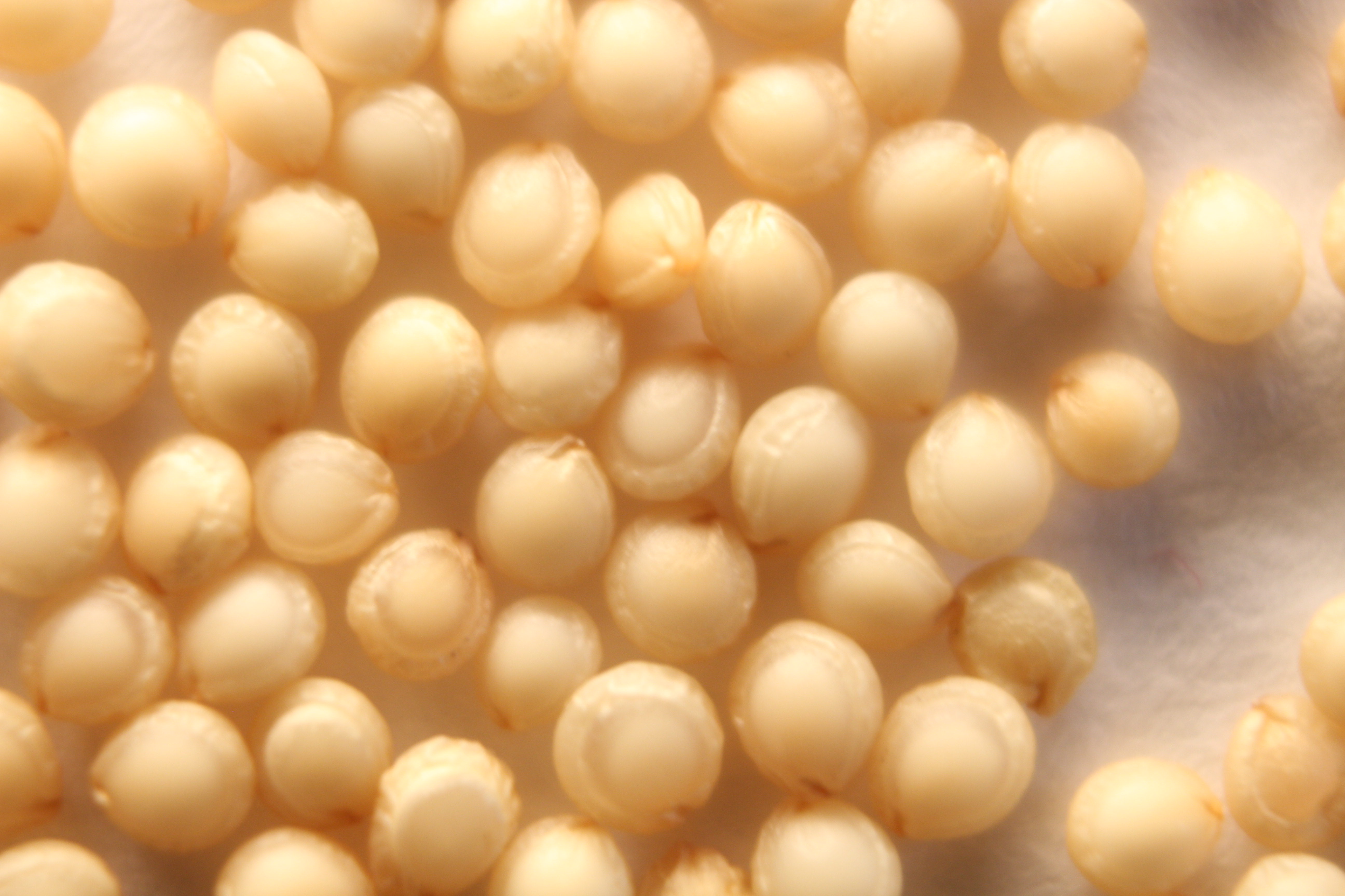 Macro and Micro Picture of the Day 2020-02-26