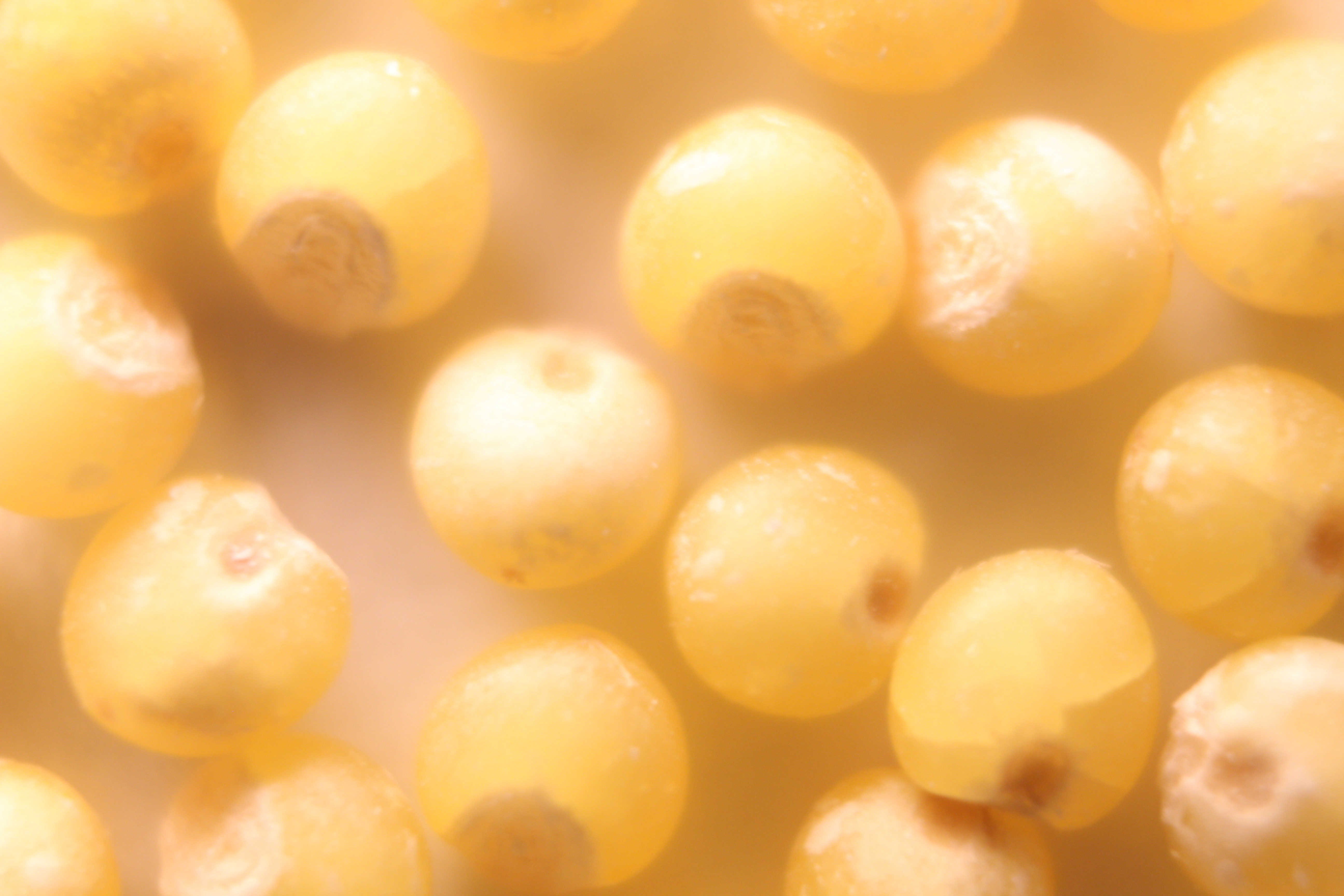 Macro and Micro Picture of the Day 2020-02-27