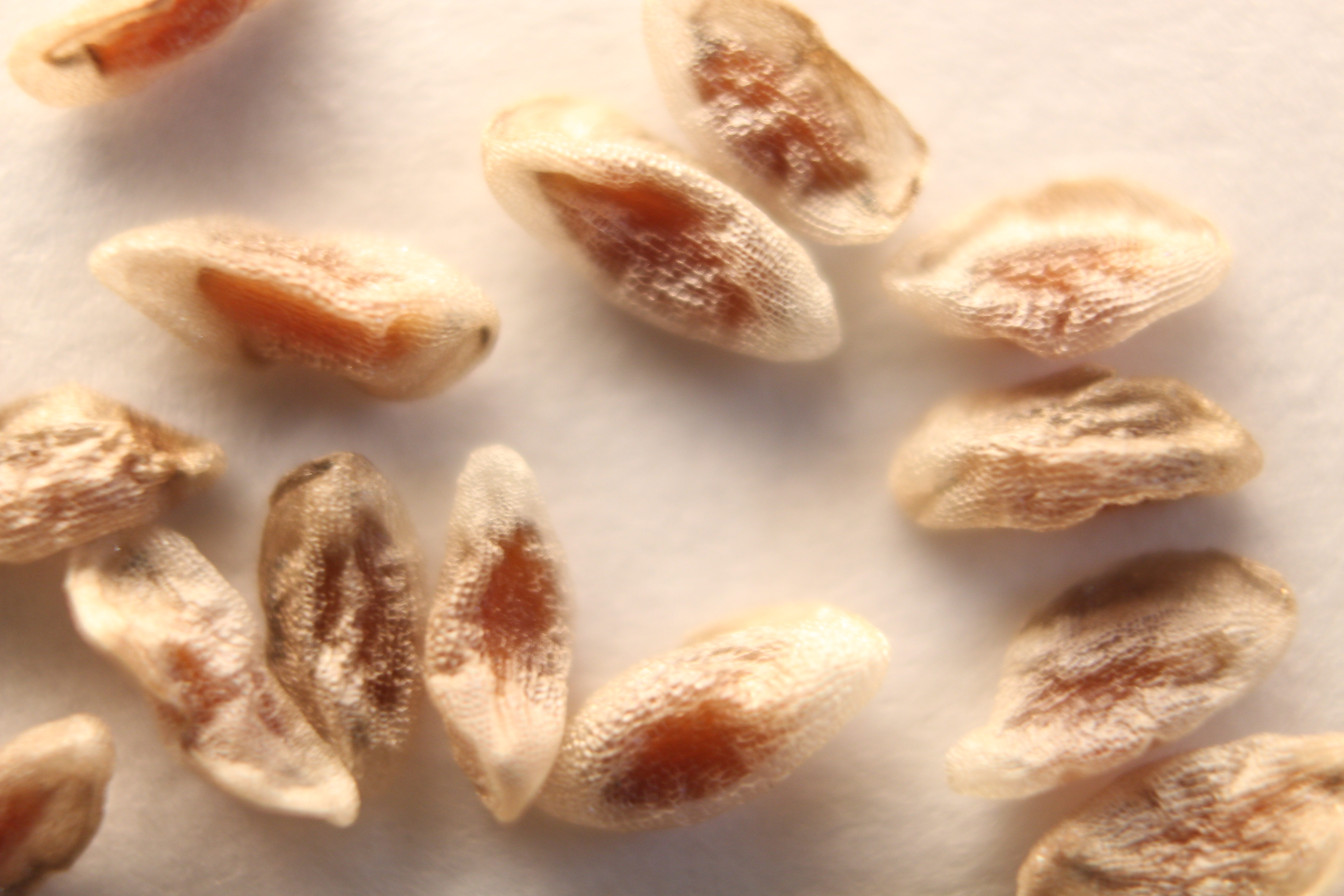 Macro and Micro Picture of the Day 2020-02-29