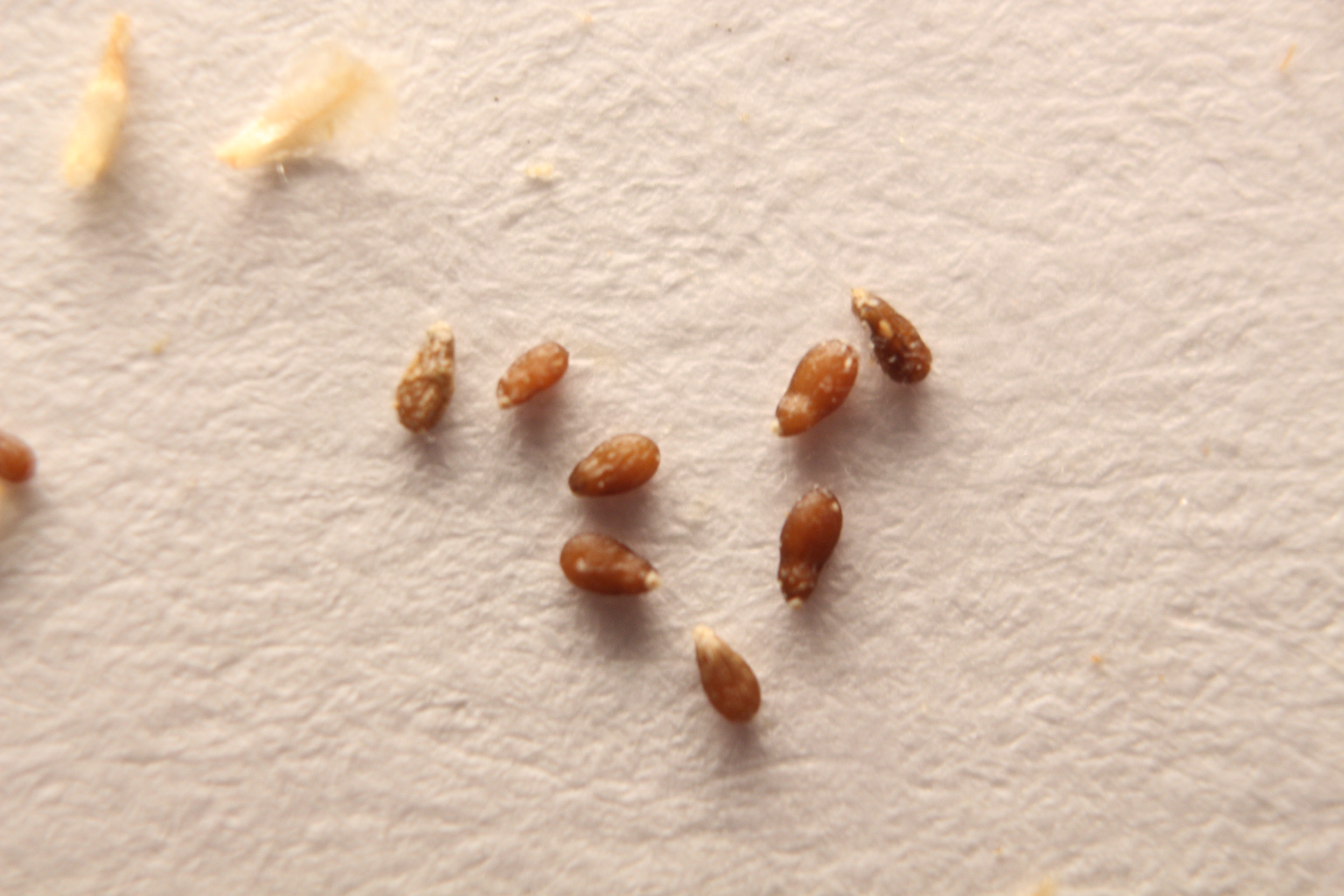 Macro and Micro Picture of the Day 2020-03-15