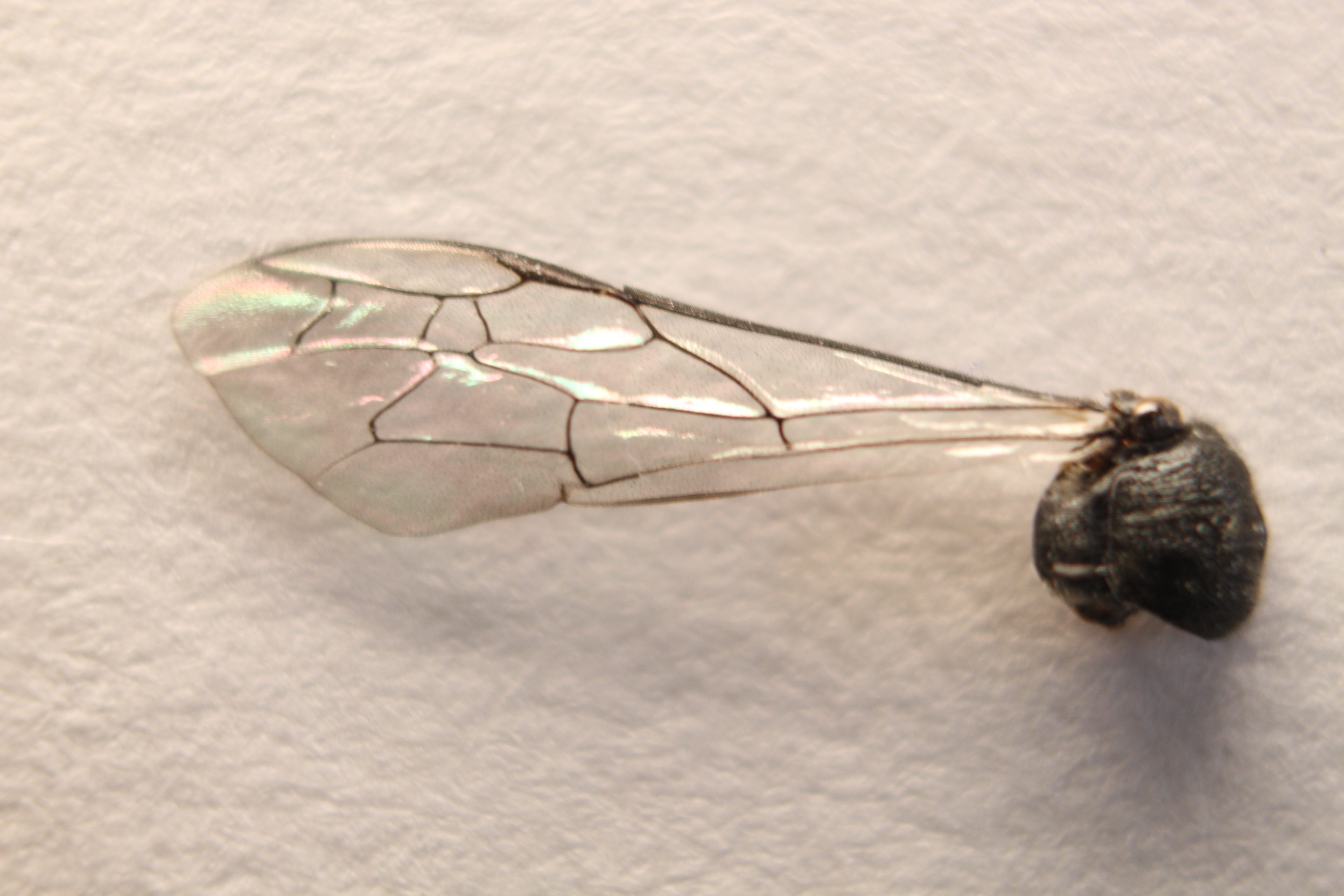 Macro and Micro Picture of the Day 2020-03-17