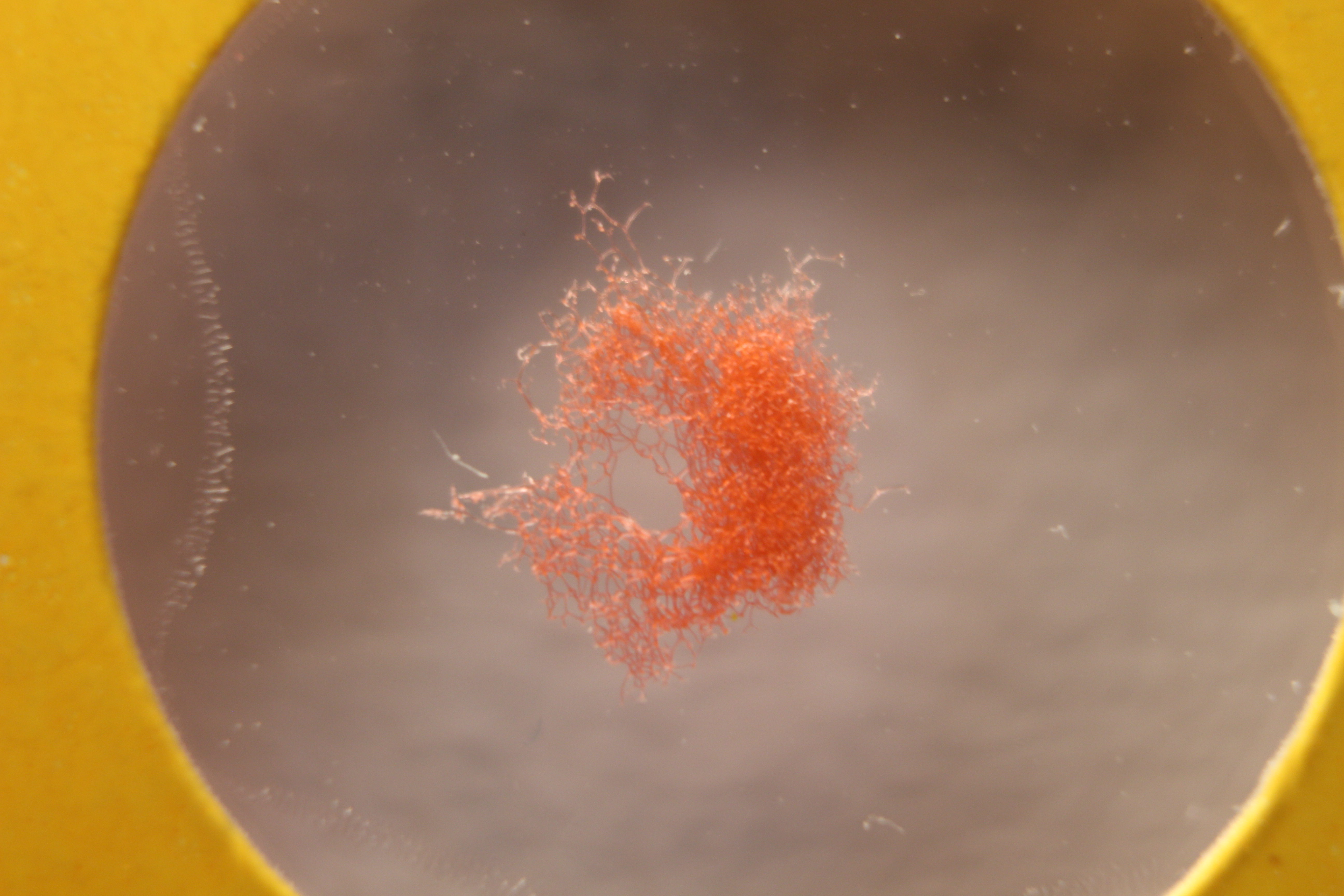 Macro and Micro Picture of the Day 2020-03-22