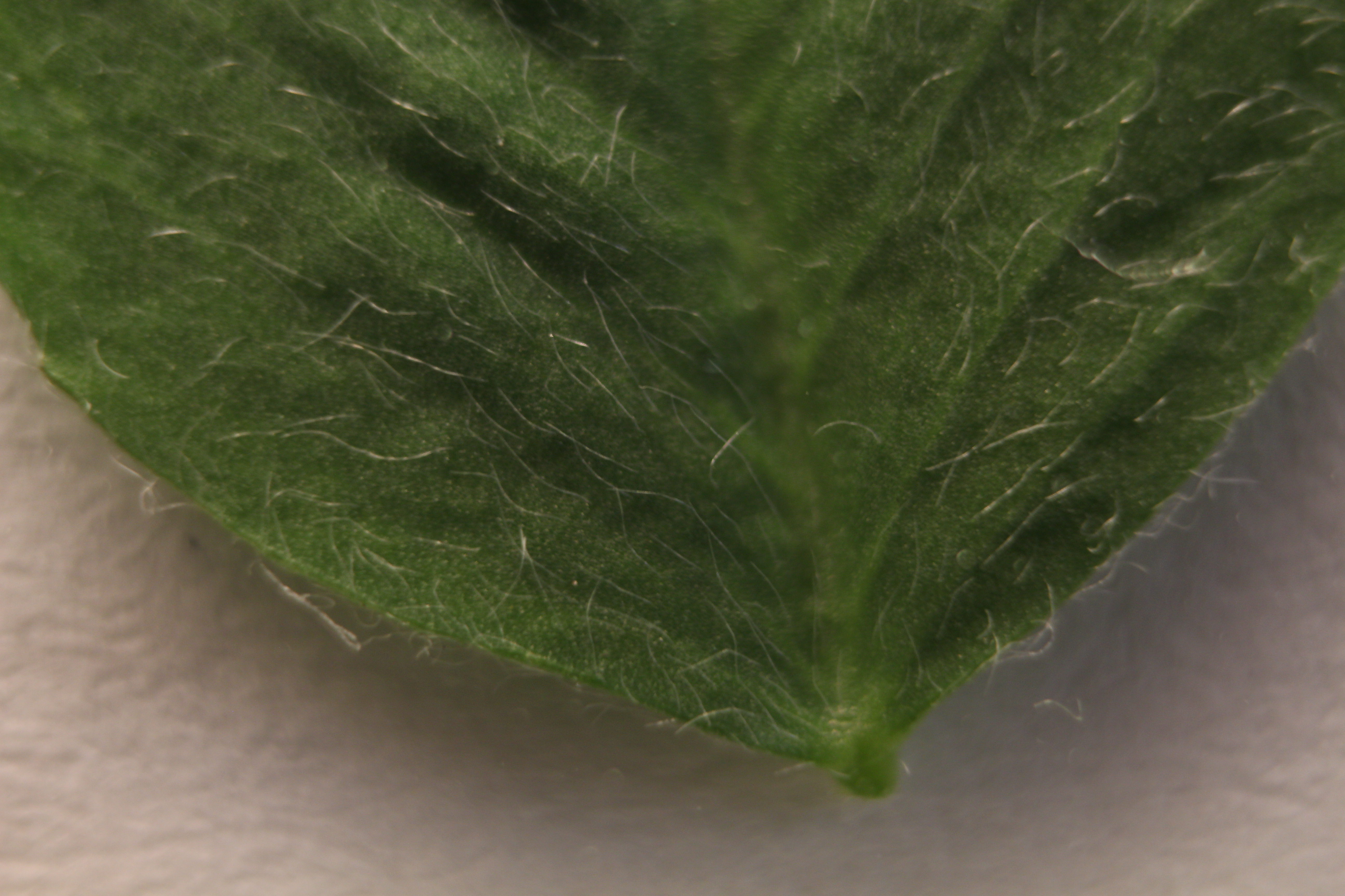 Macro and Micro Picture of the Day 2020-03-24