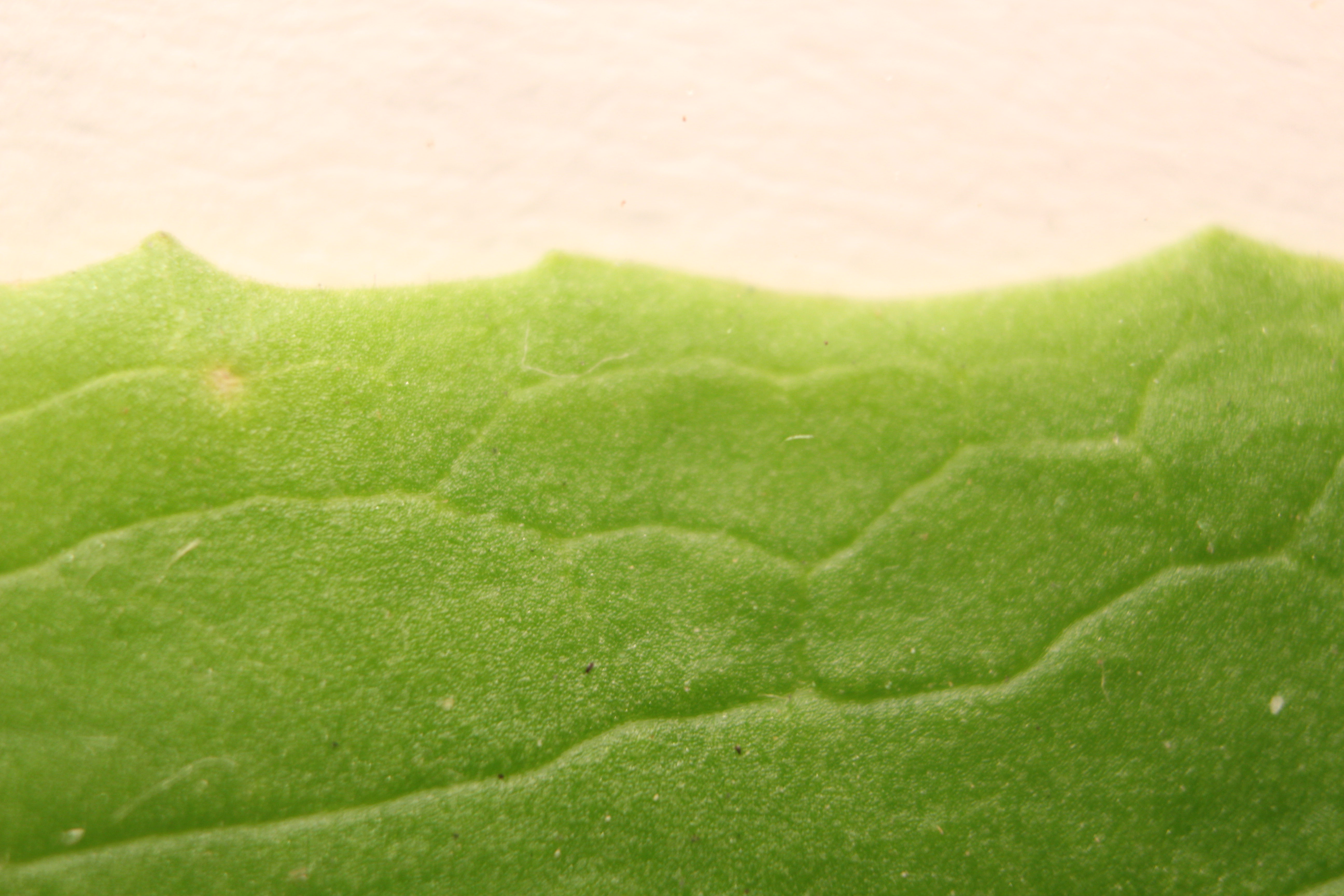 Macro and Micro Picture of the Day 2020-03-28