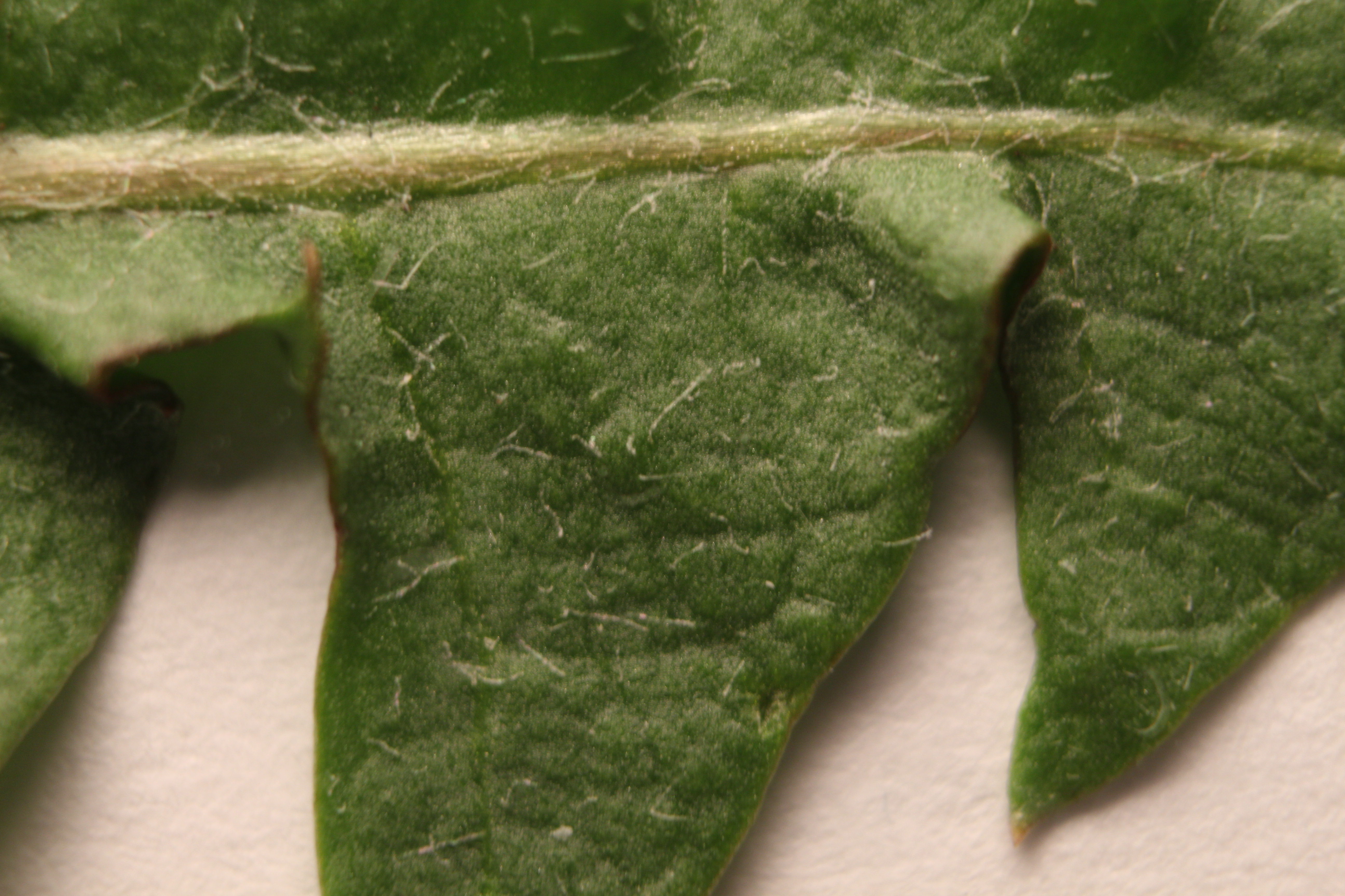 Macro and Micro Picture of the Day 2020-03-29