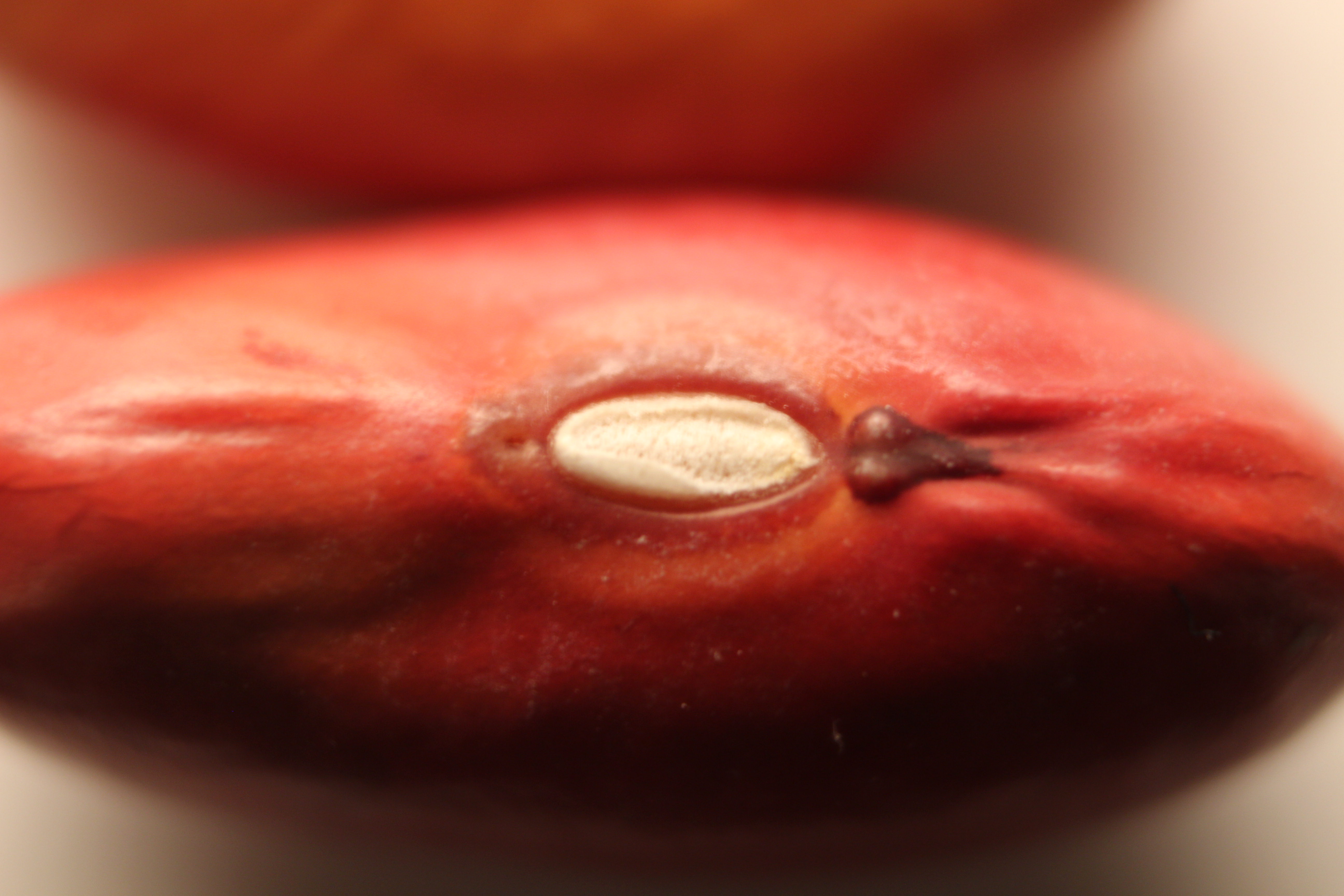 Macro and Micro Picture of the Day 2020-03-30