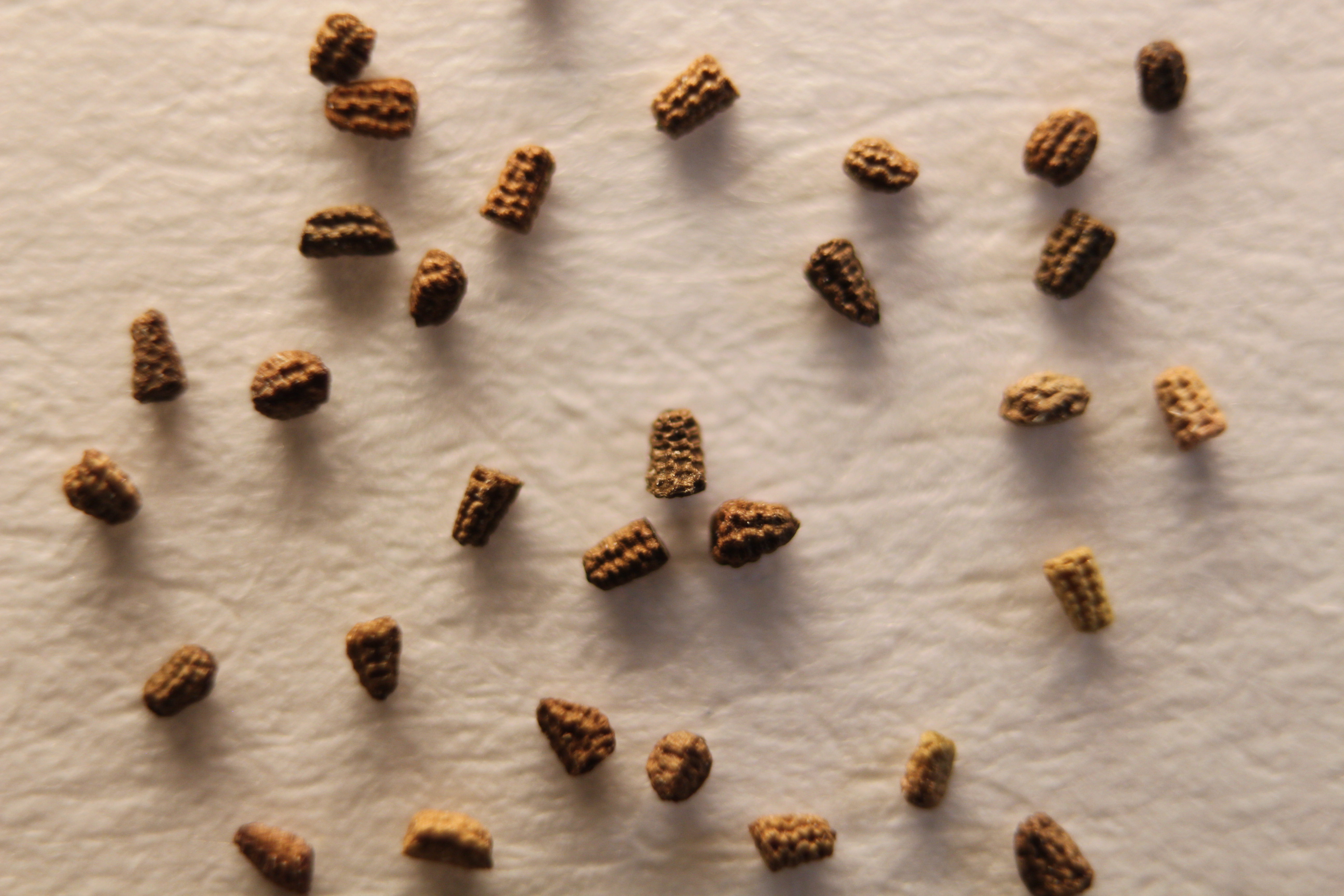 Macro and Micro Picture of the Day 2020-04-02